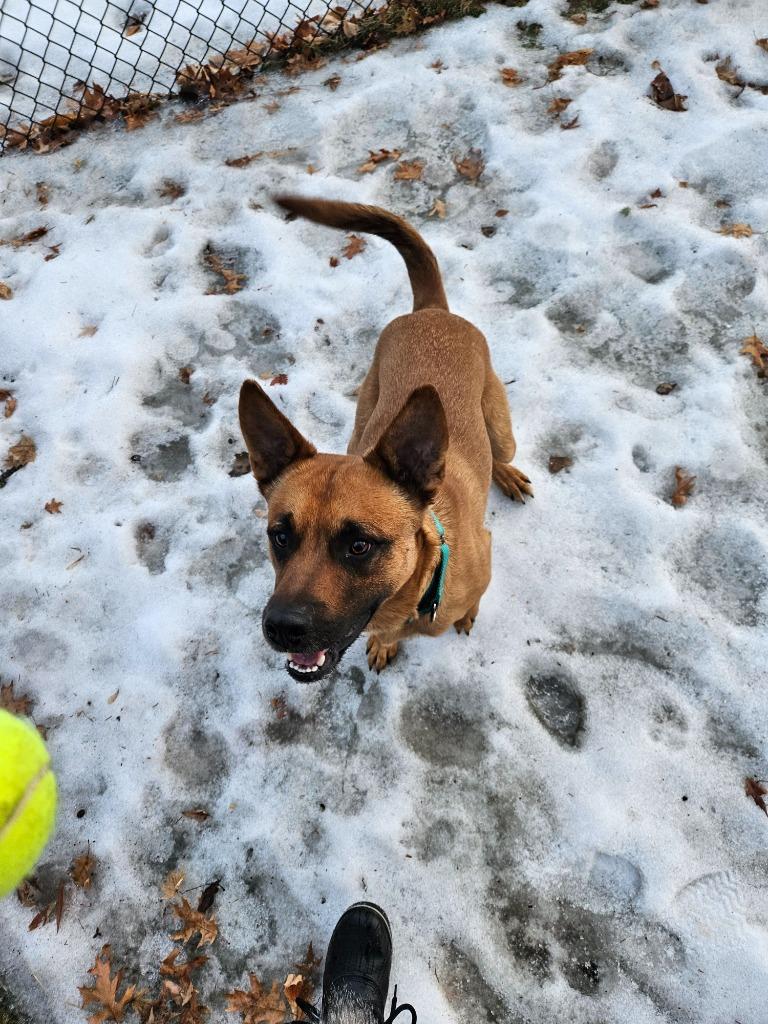 Ollie, Adoptable, Young Male German Shepherd Dog & Mixed Breed.