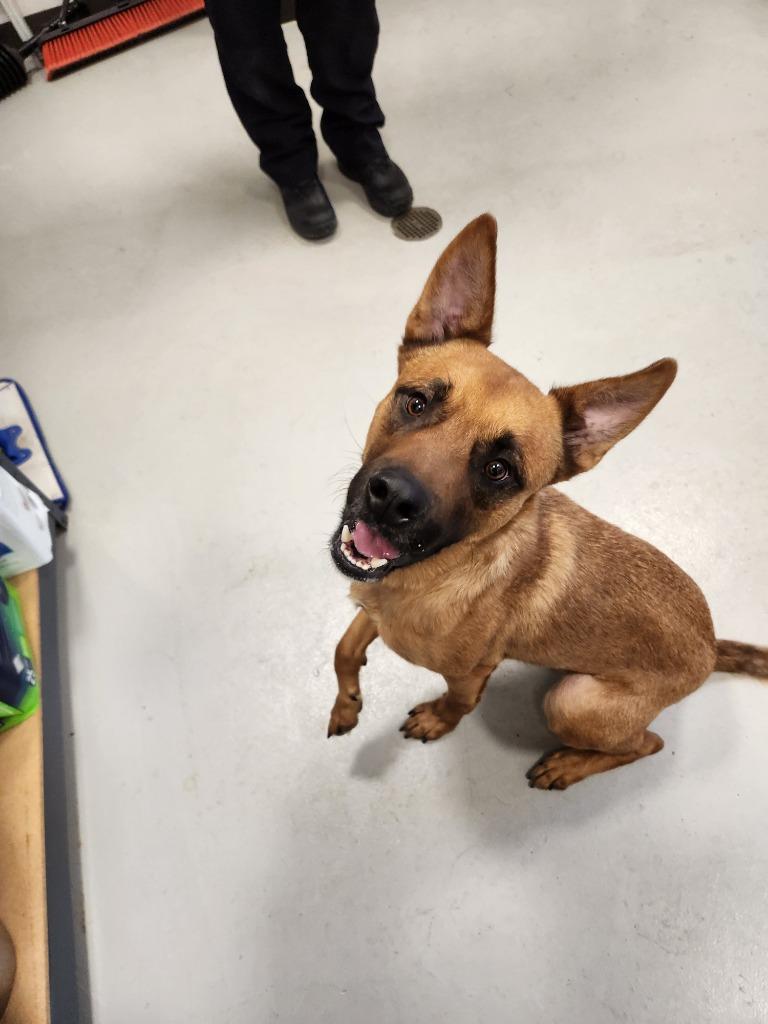 Enlarge Ollie, a Adoptable mixed breed in Minneapolis, MN image 2/6