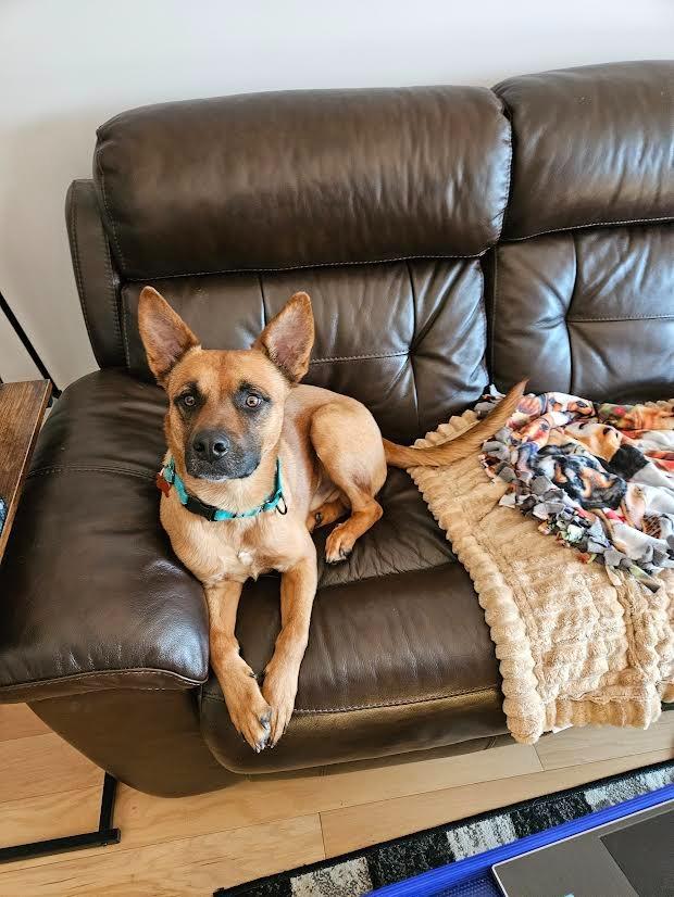 Enlarge Ollie, a Adoptable mixed breed in Minneapolis, MN image 3/6