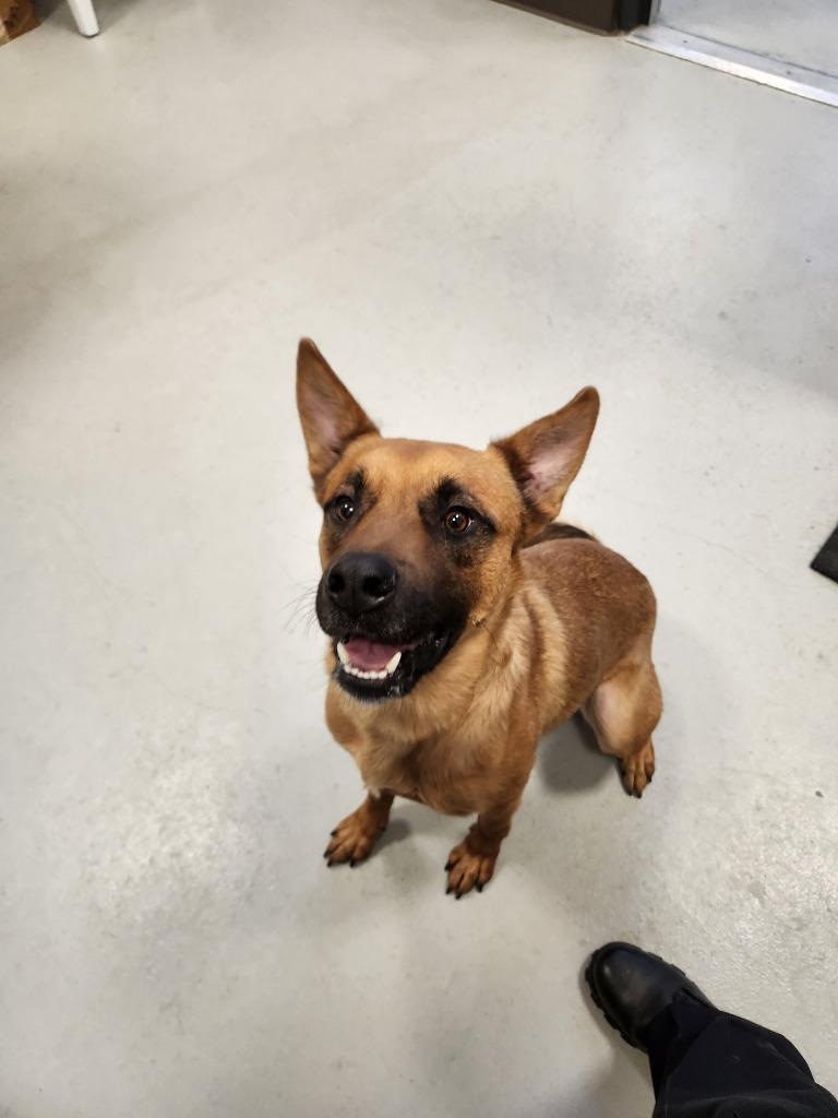 Enlarge Ollie, a Adoptable mixed breed in Minneapolis, MN image 4/6