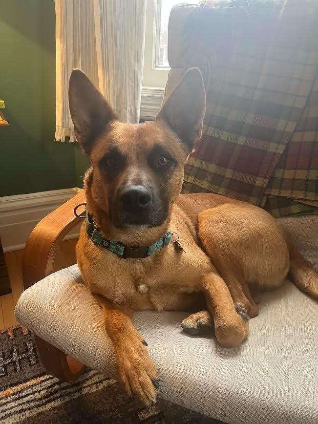 Enlarge Ollie, a Adoptable mixed breed in Minneapolis, MN image 5/6