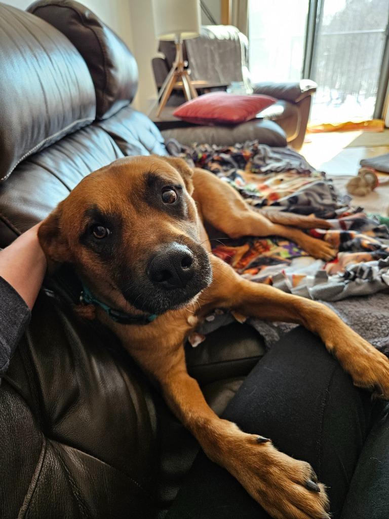 Enlarge Ollie, a Adoptable mixed breed in Minneapolis, MN image 6/6