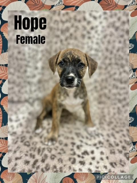 Hope