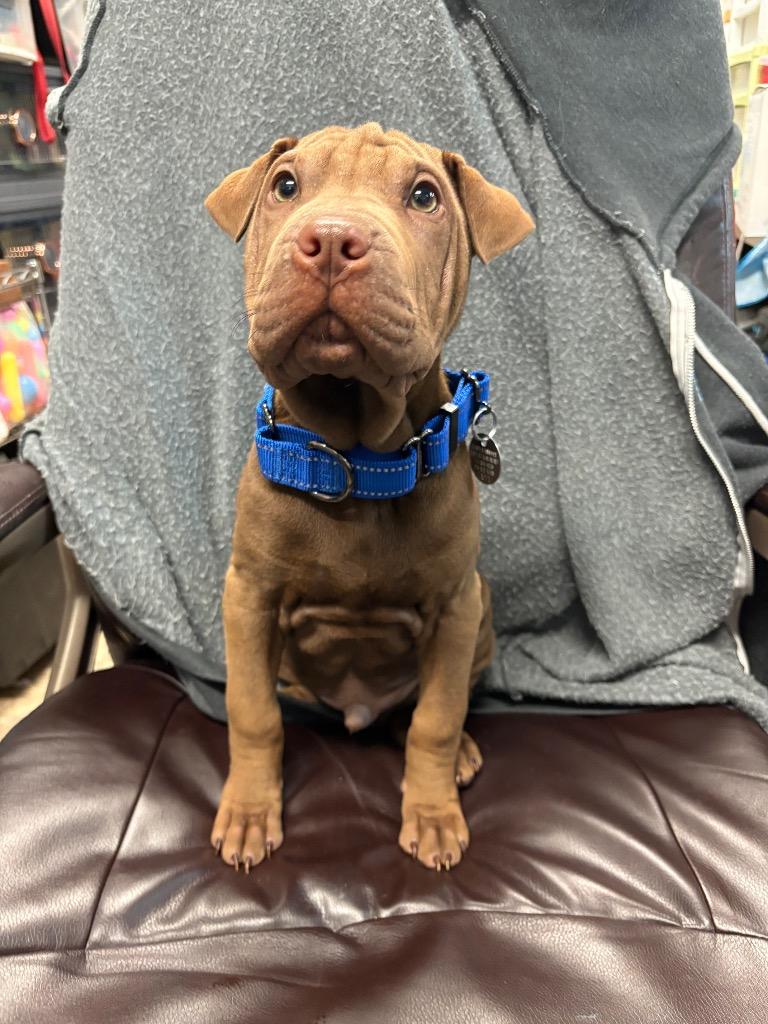 Vecna, Adoptable, Puppy Male Shar-Pei & Labrador Retriever.