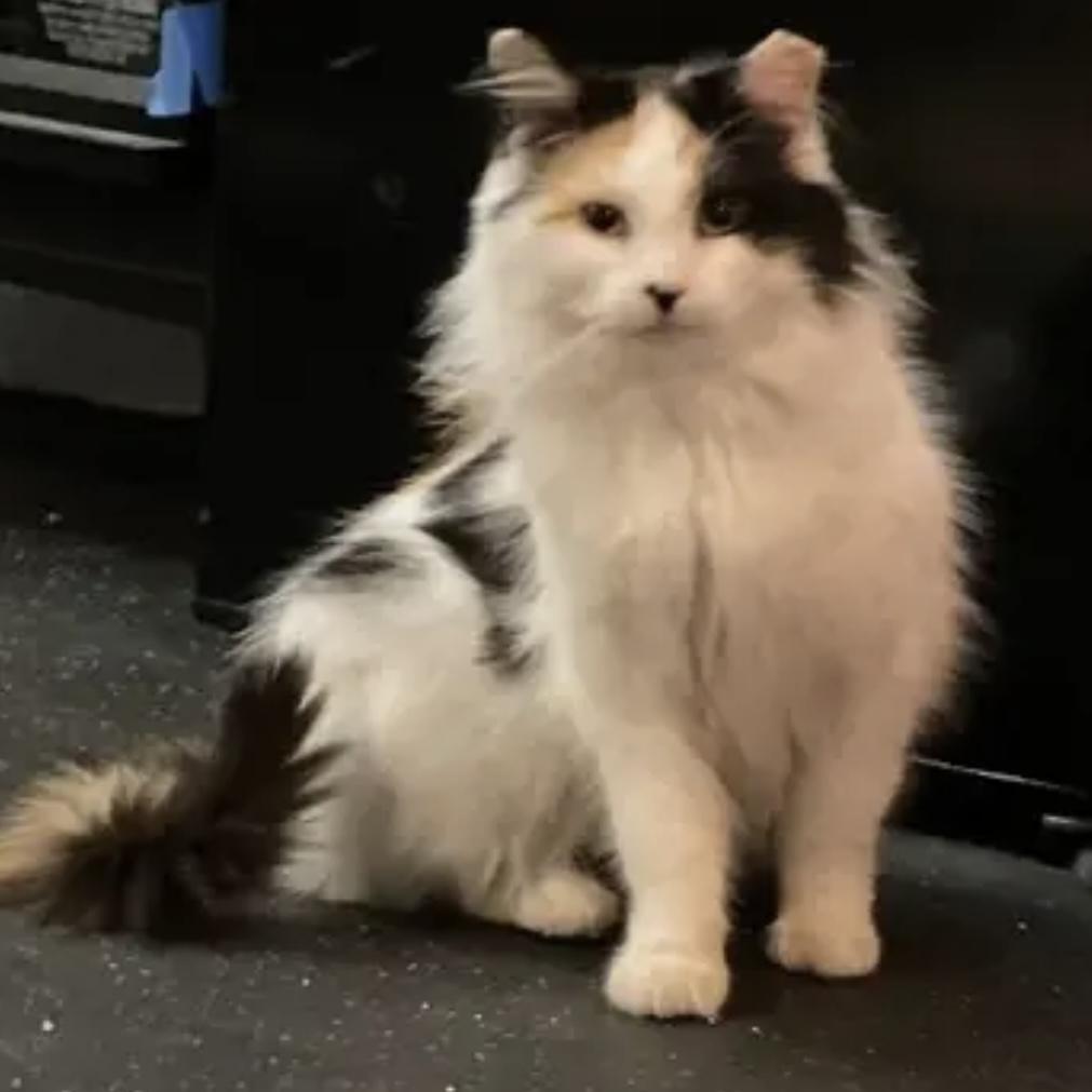 Ashe, a Adoptable Domestic Long Hair in Lake Geneva, WI image 3/6