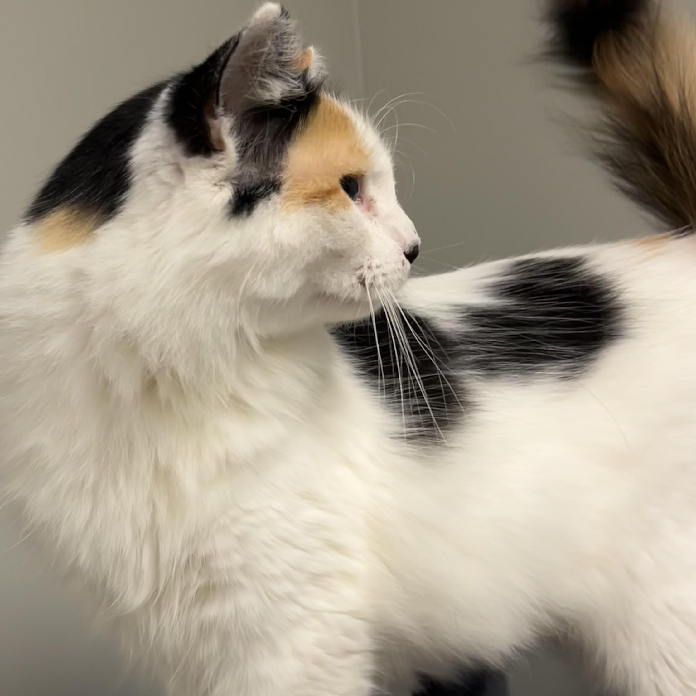 Ashe, a Adoptable Domestic Long Hair in Lake Geneva, WI image 4/6
