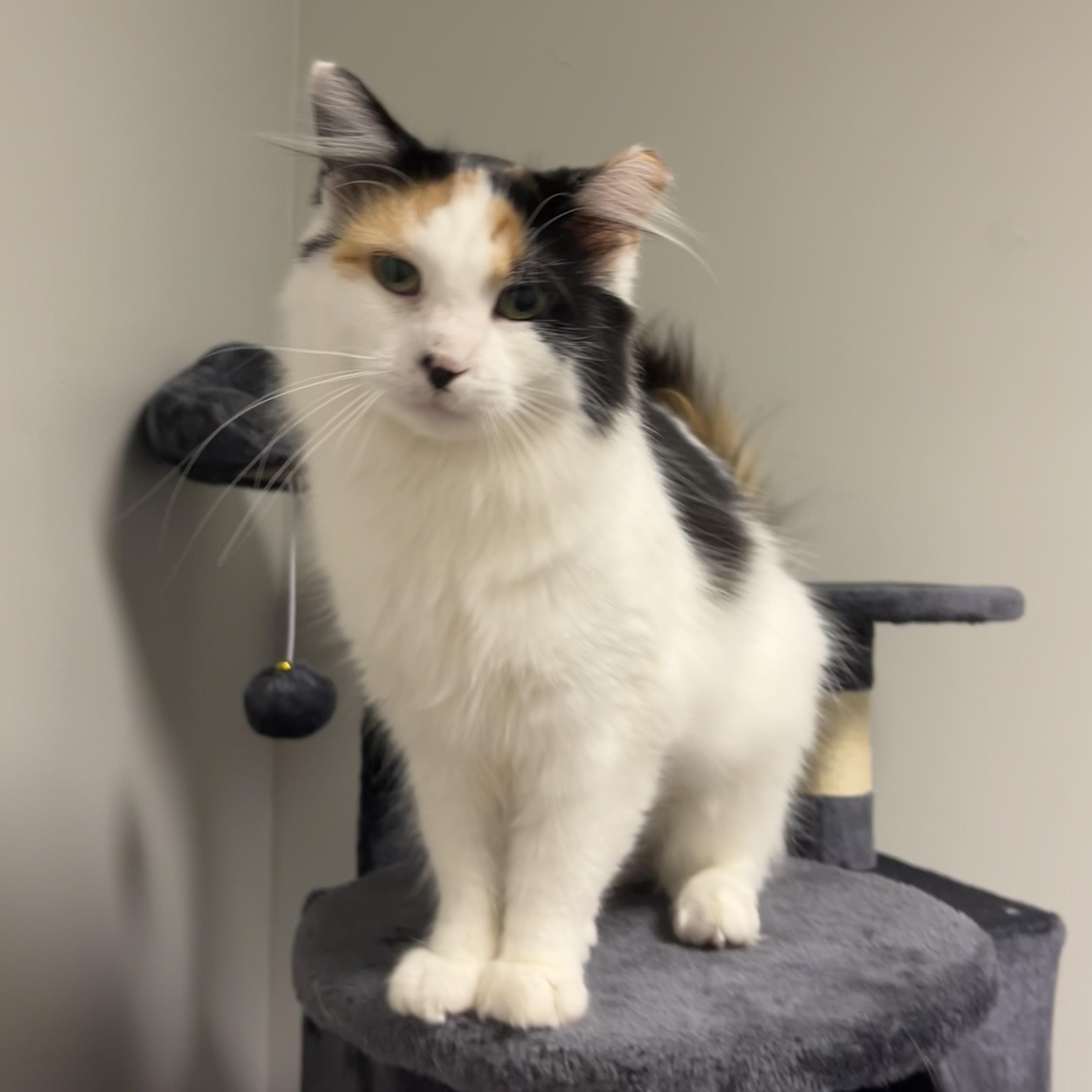 Ashe, a Adoptable Domestic Long Hair in Lake Geneva, WI image 5/6