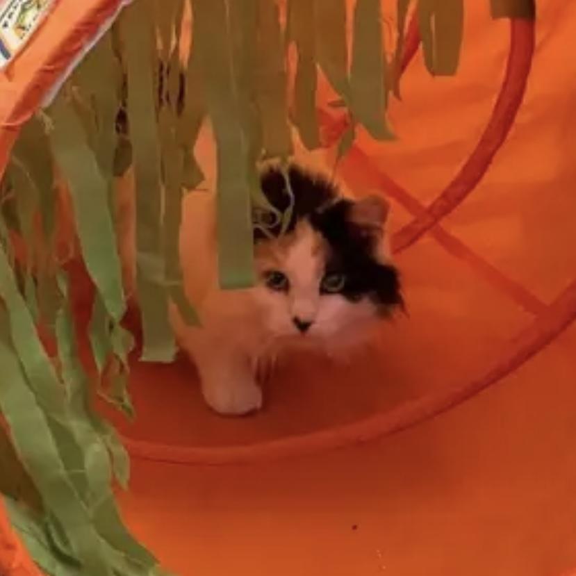 Ashe, a Adoptable Domestic Long Hair in Lake Geneva, WI image 2/6