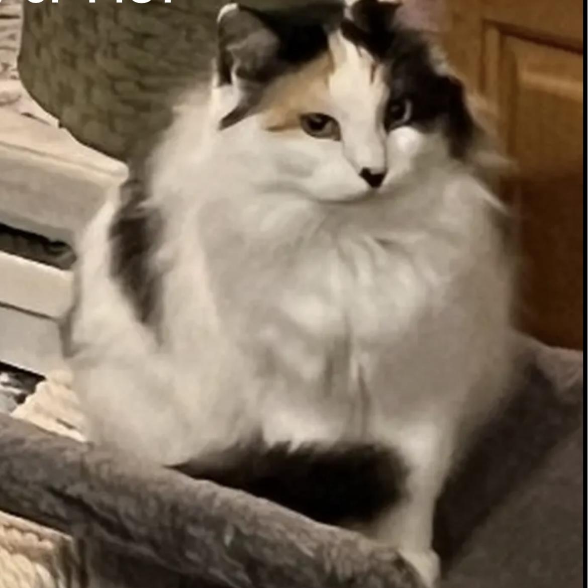 Ashe, a Adoptable Domestic Long Hair in Lake Geneva, WI image 6/6