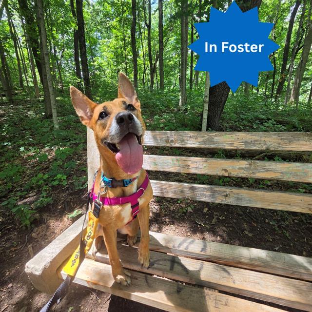 Enlarge DOLLY PARTON, a Adoptable mixed breed in Indianapolis, IN image 1/1