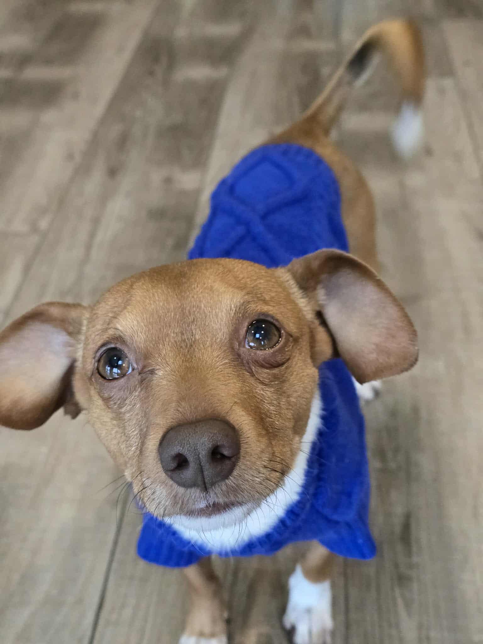 Enlarge Brownie, an adopted mixed breed in De Pere, WI image 4/4
