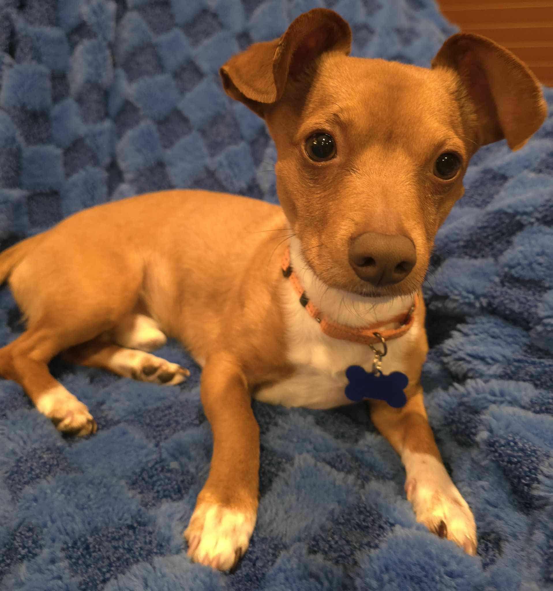 Enlarge Brownie, an adopted mixed breed in De Pere, WI image 1/4