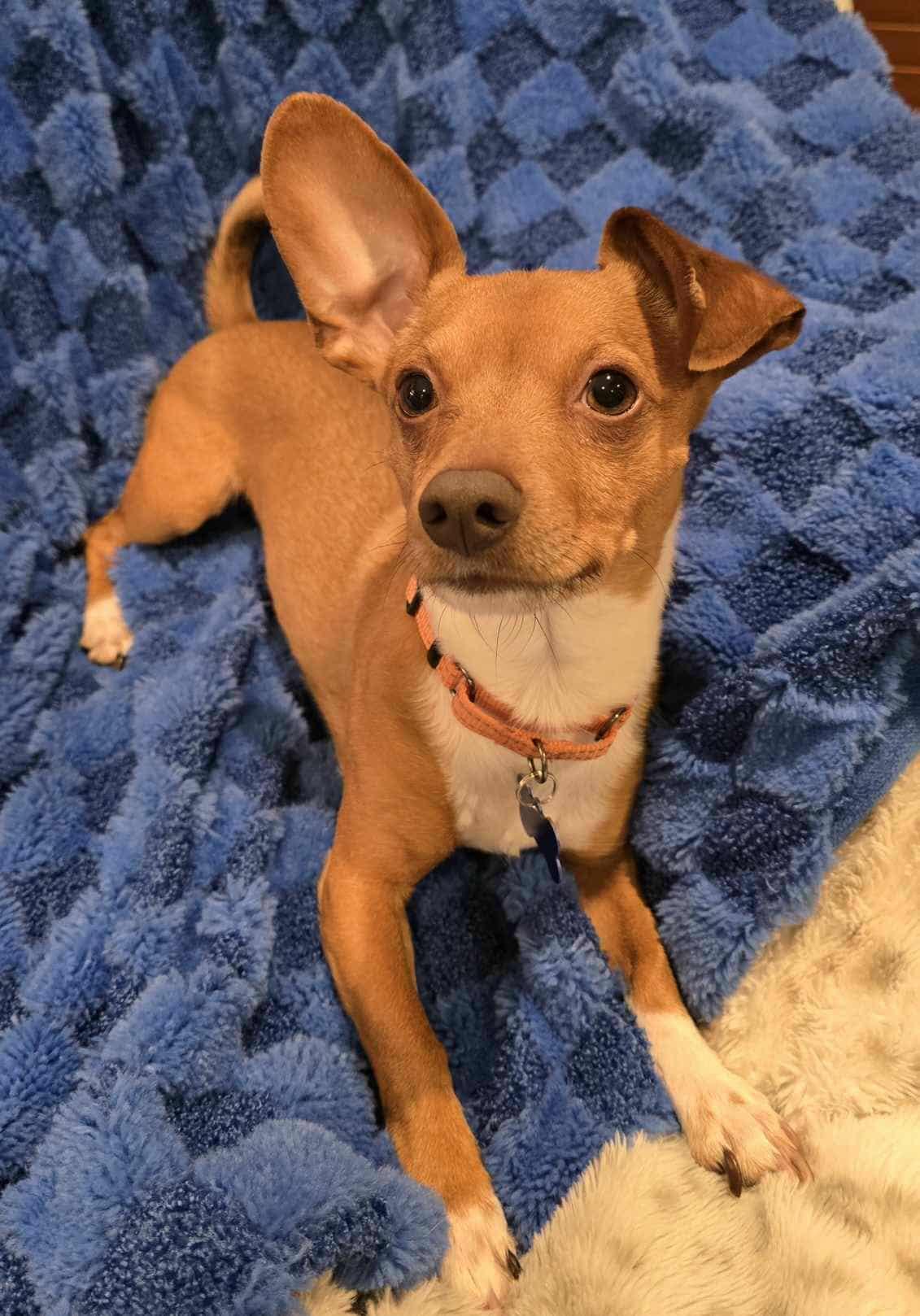 Enlarge Brownie, an adopted mixed breed in De Pere, WI image 3/4