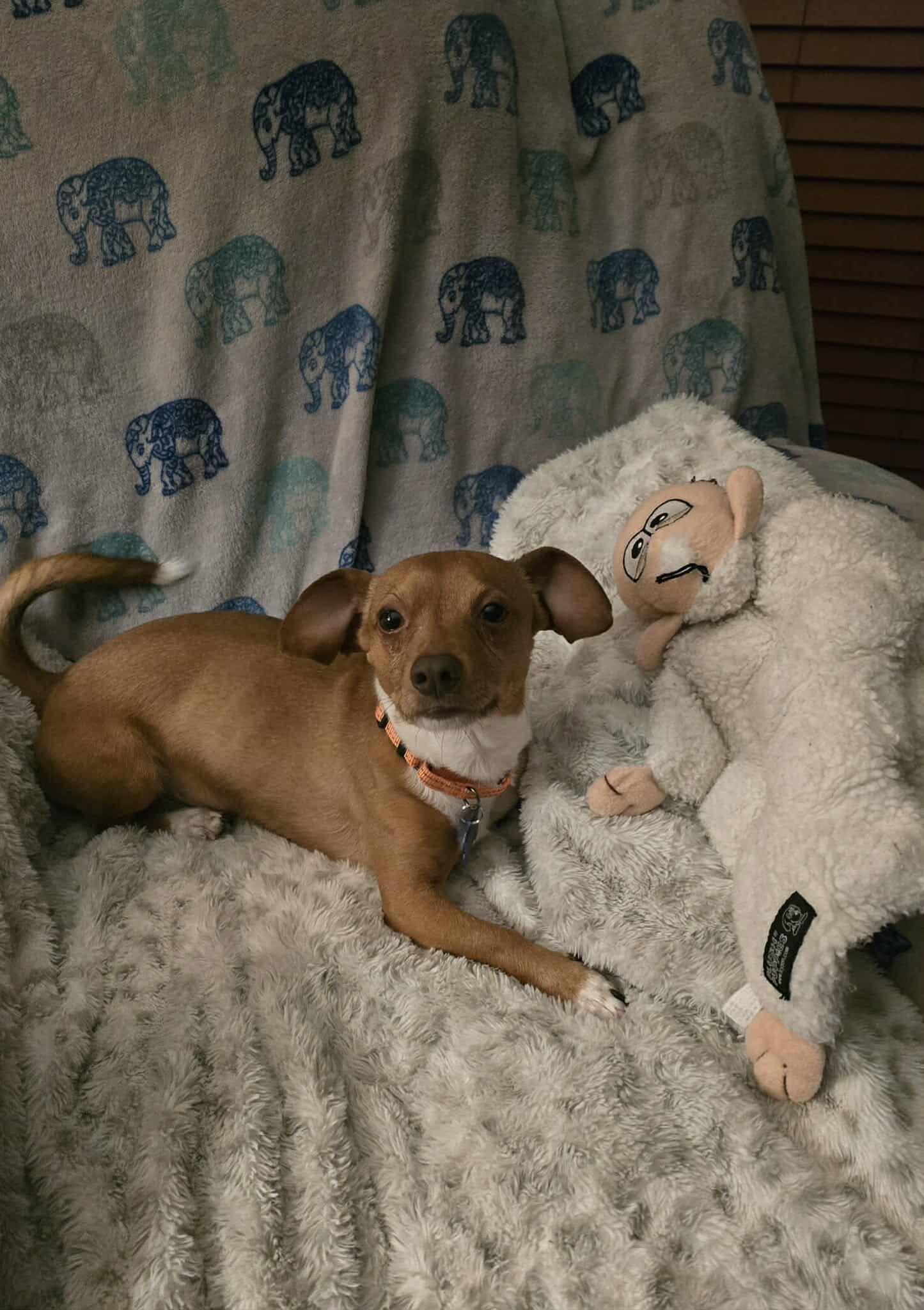 Enlarge Brownie, an adopted mixed breed in De Pere, WI image 2/4