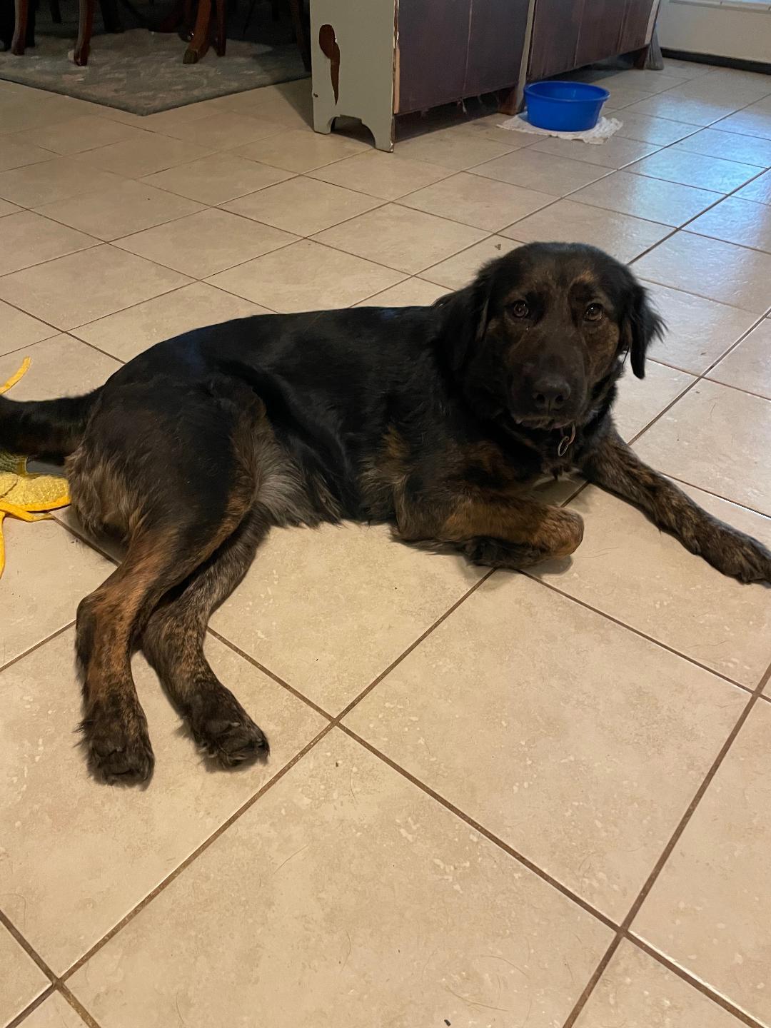 Enlarge Lily, a Adoptable mixed breed in Grandview, TX image 2/2