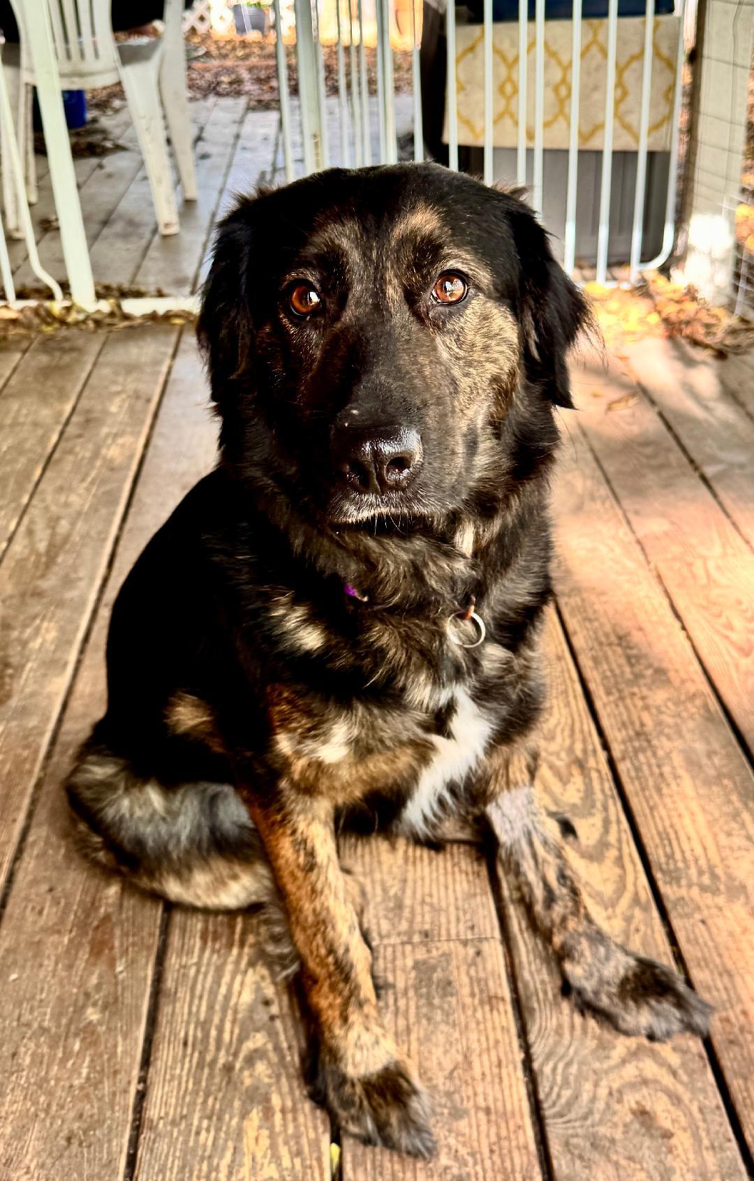 Enlarge Lily, a Adoptable mixed breed in Grandview, TX image 1/2