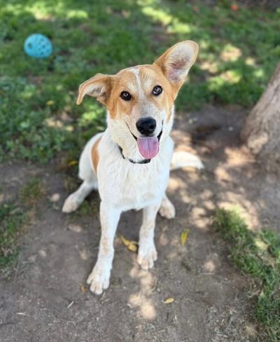 Dennis, adopted, Young Male Brittany Spaniel & Cattle Dog.