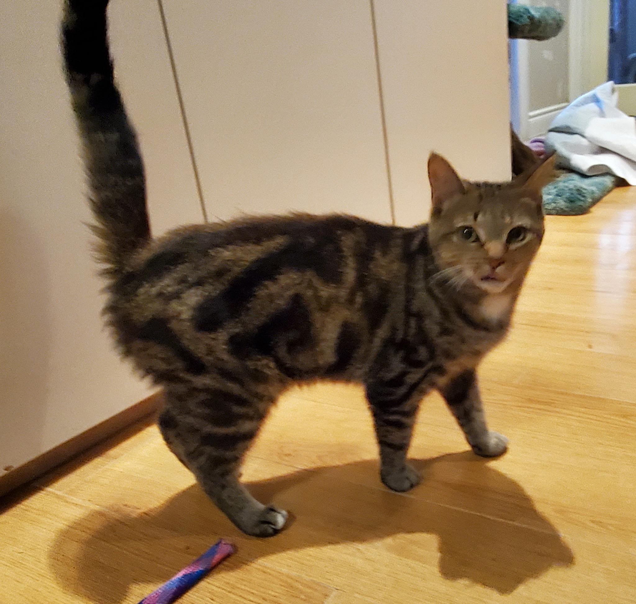 Enlarge Rootbeer & Ribena (Bonded pair), an adoptable Domestic Short Hair in Waterdown, ON image 6/6