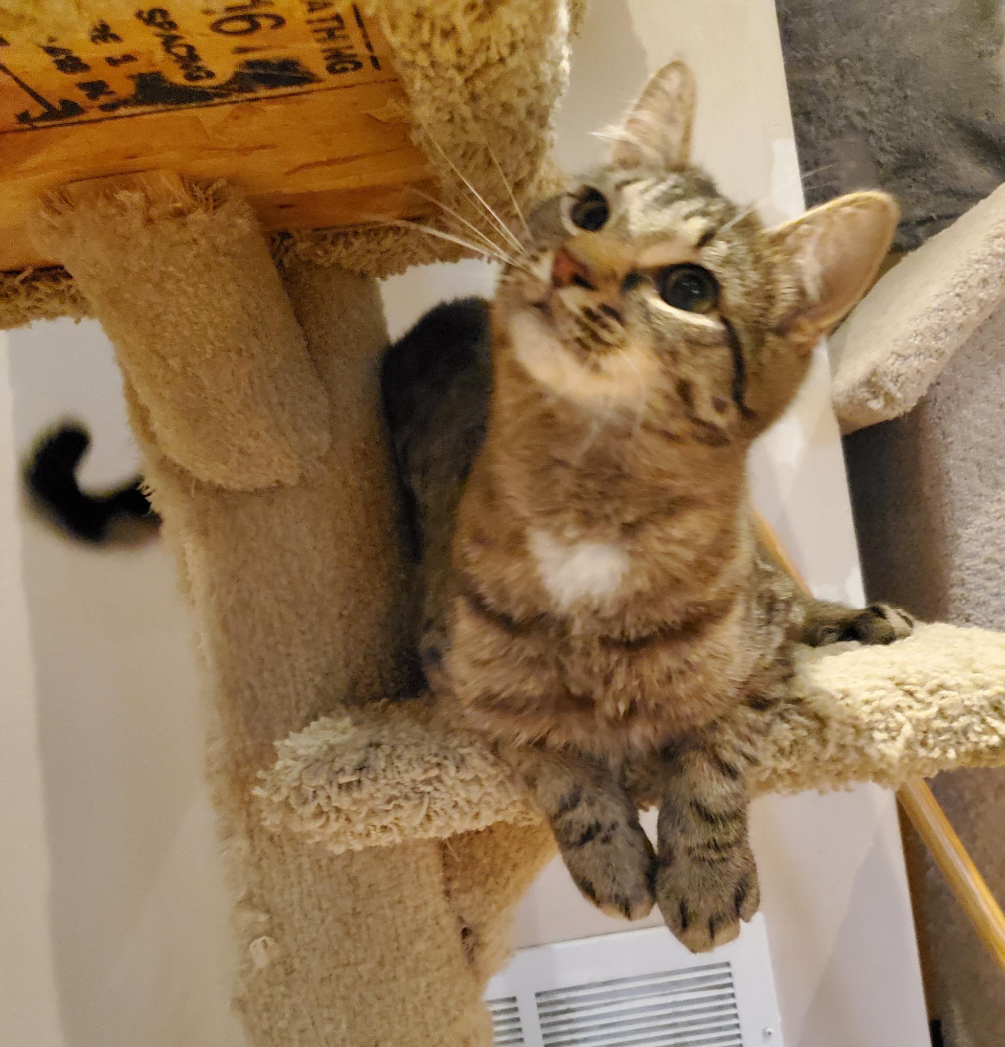 Enlarge Rootbeer & Ribena (Bonded pair), an adoptable Domestic Short Hair in Waterdown, ON image 3/6