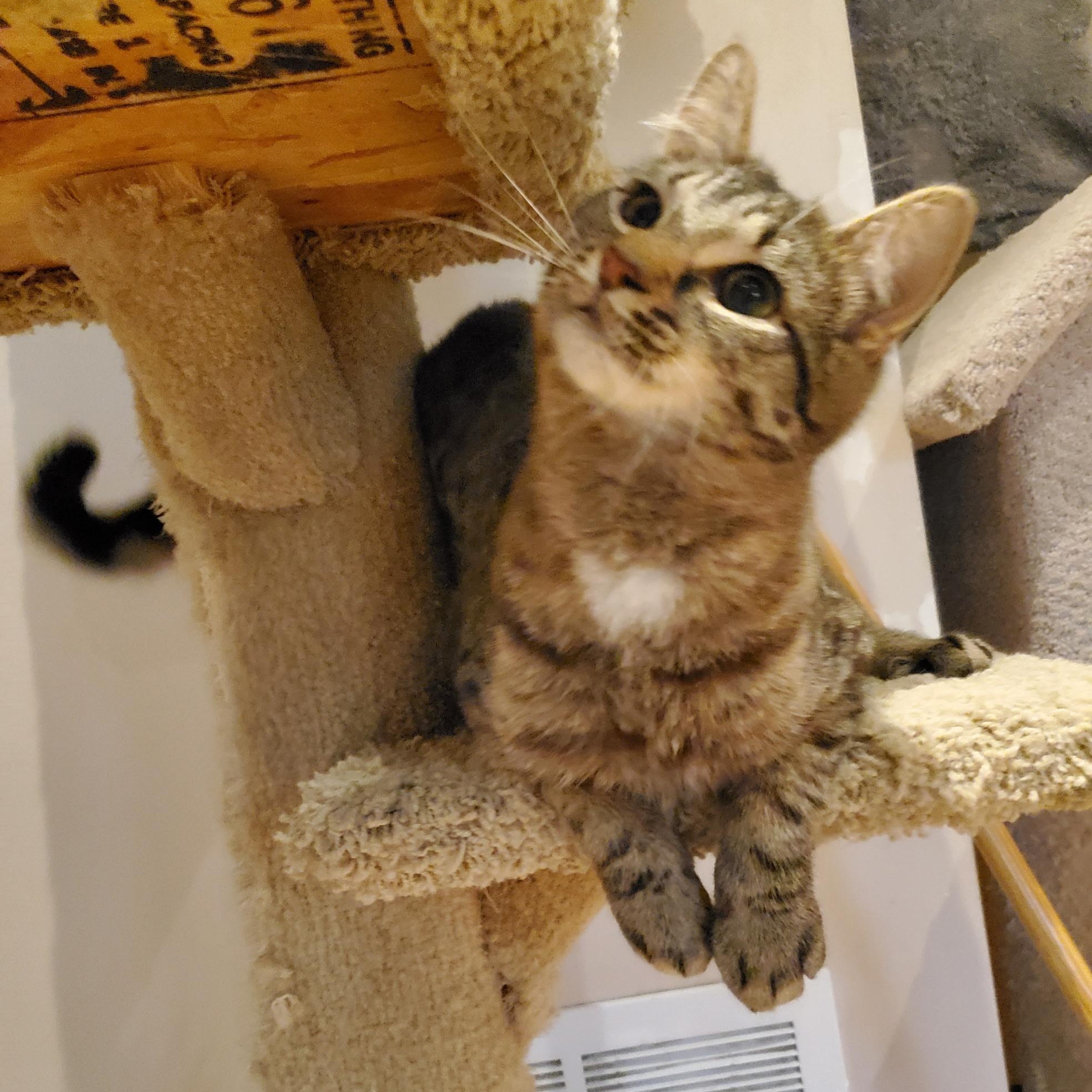 Rootbeer & Ribena ( Bonded Pair ), an adoptable Domestic Short Hair in Waterdown, ON image 4/6
