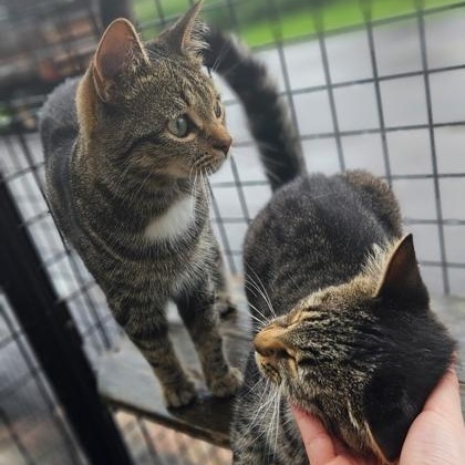 Rootbeer & Ribena ( Bonded Pair ), adoptable, Young Female Domestic Short Hair.