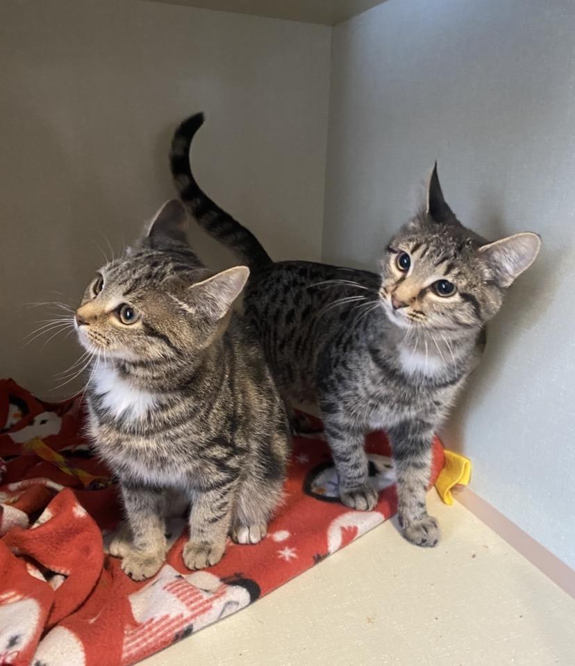 Rootbeer & Ribena (Bonded pair), adoptable, Young Female Domestic Short Hair.