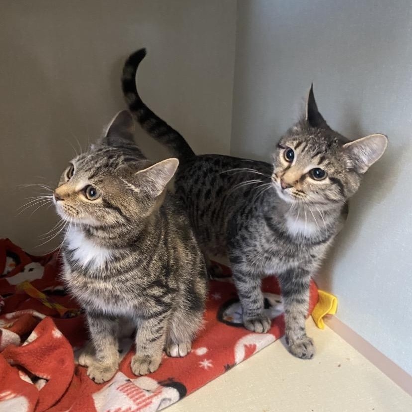 Rootbeer & Ribena ( Bonded Pair ), an adoptable Domestic Short Hair in Waterdown, ON image 2/6