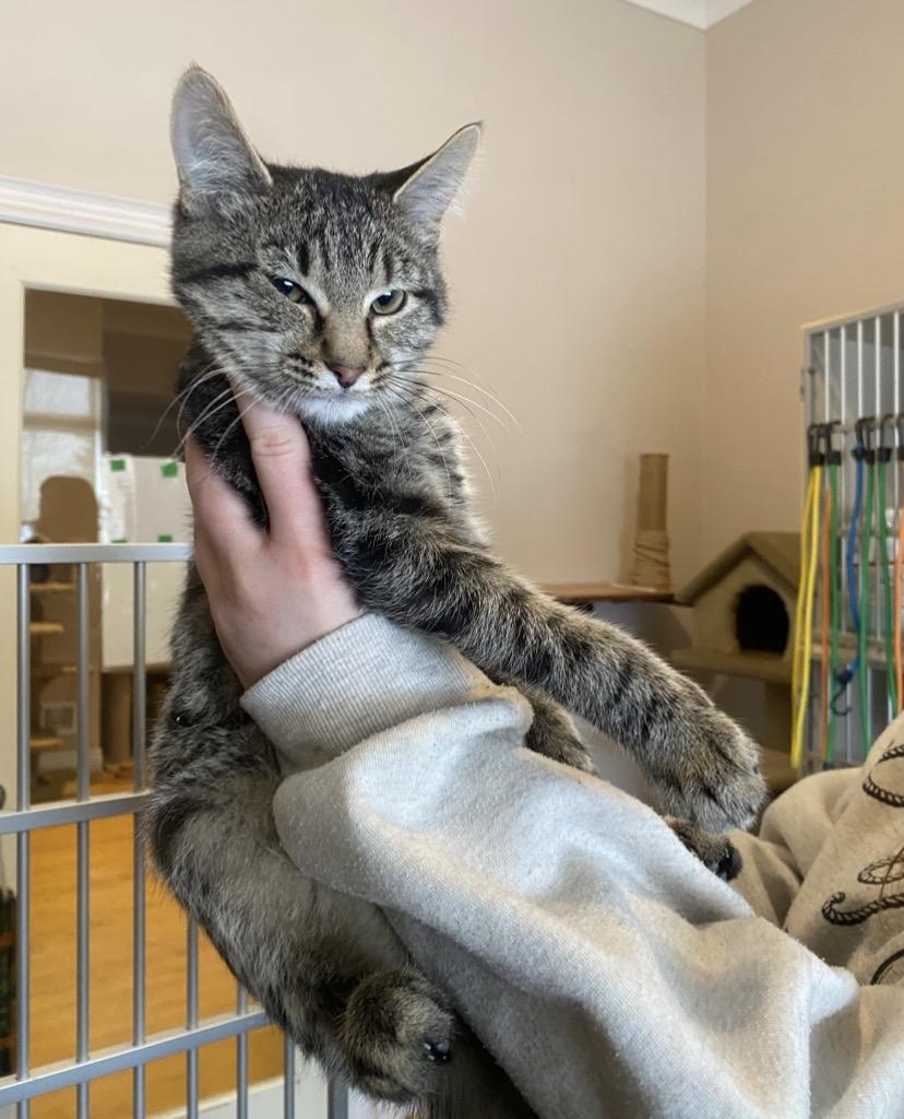 Enlarge R Kittens, a ADOPTABLE Domestic Short Hair in Waterdown, ON image 2/4