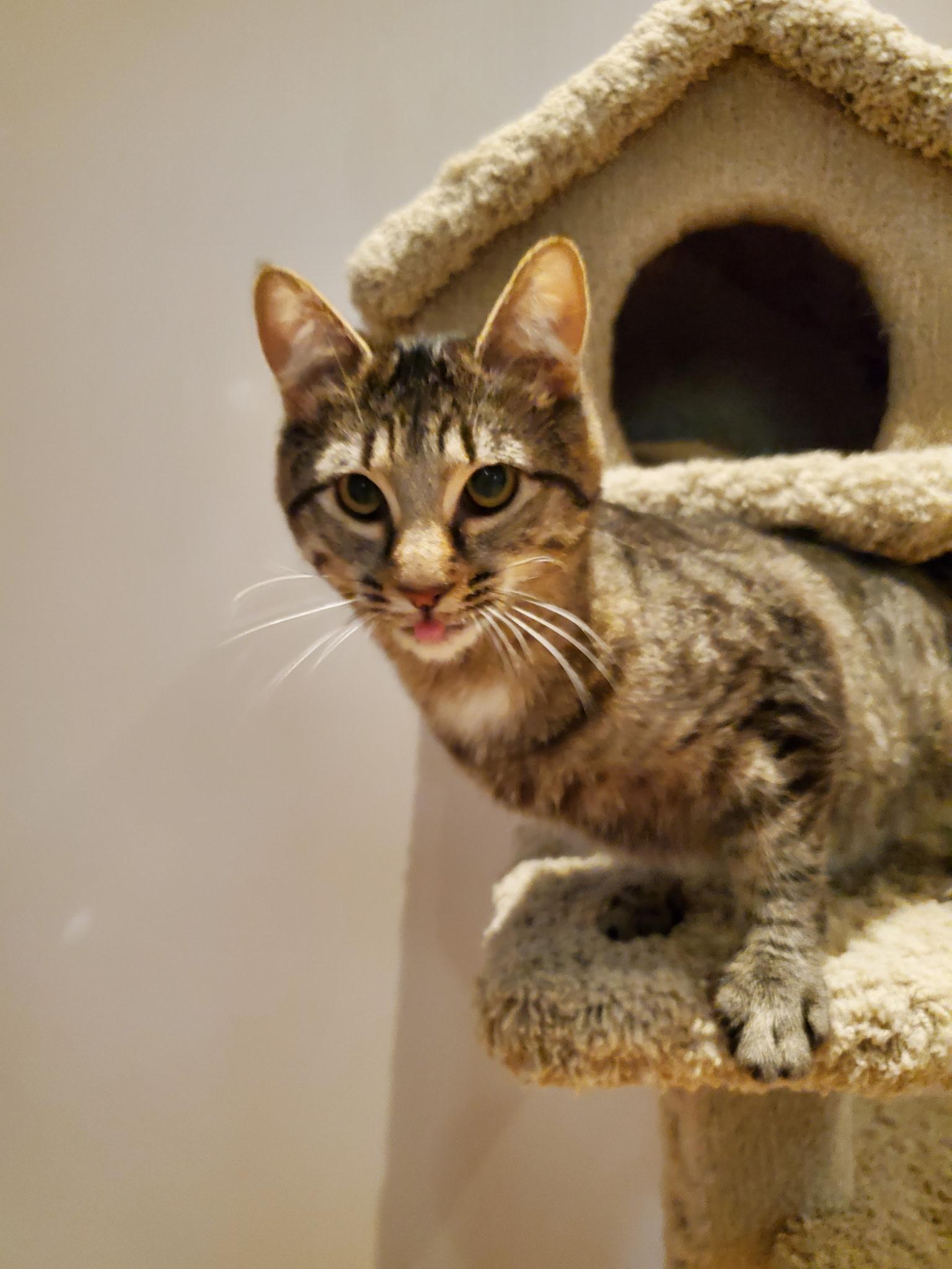 Enlarge Rootbeer & Ribena (Bonded pair), an adoptable Domestic Short Hair in Waterdown, ON image 2/6
