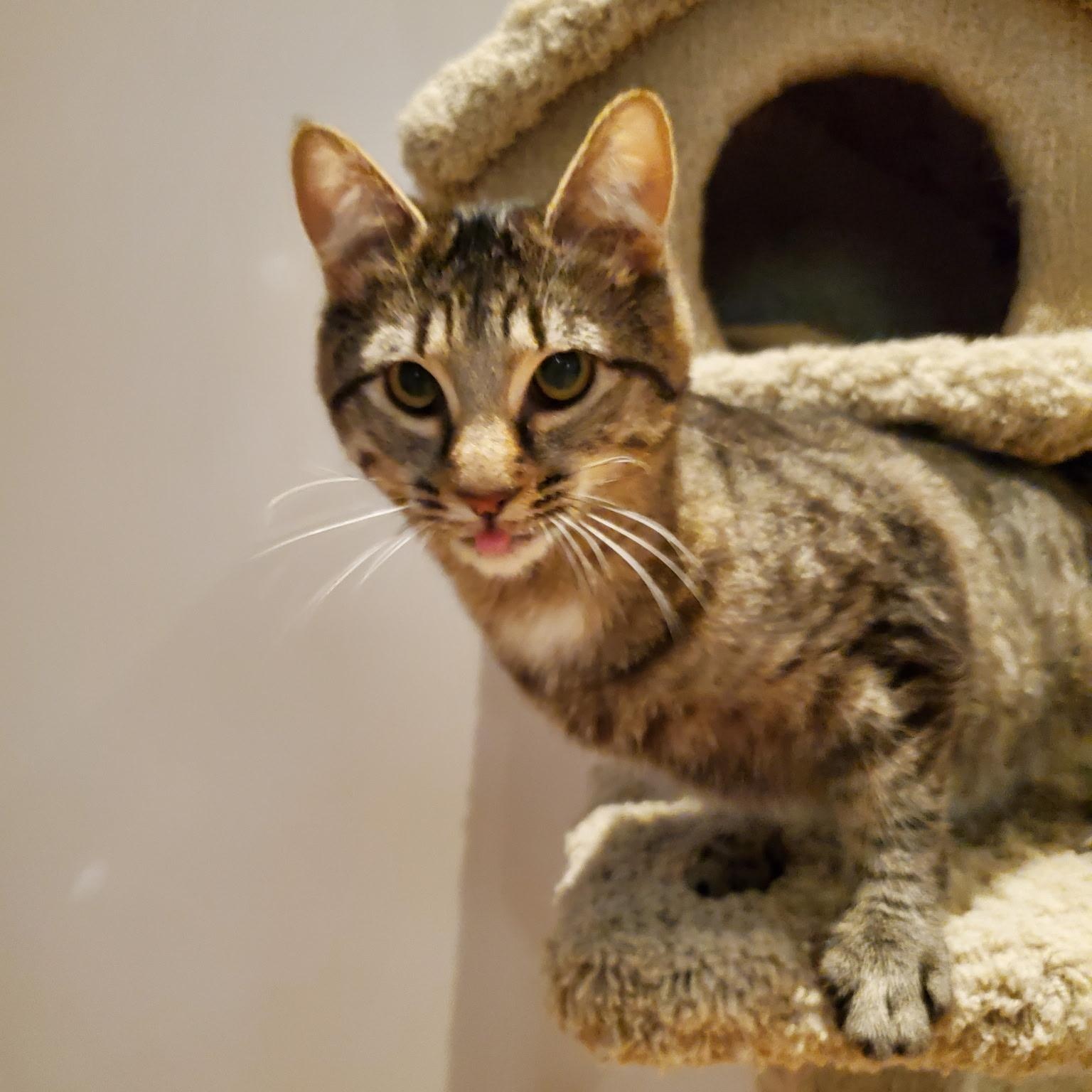 Rootbeer & Ribena ( Bonded Pair ), an adoptable Domestic Short Hair in Waterdown, ON image 3/6