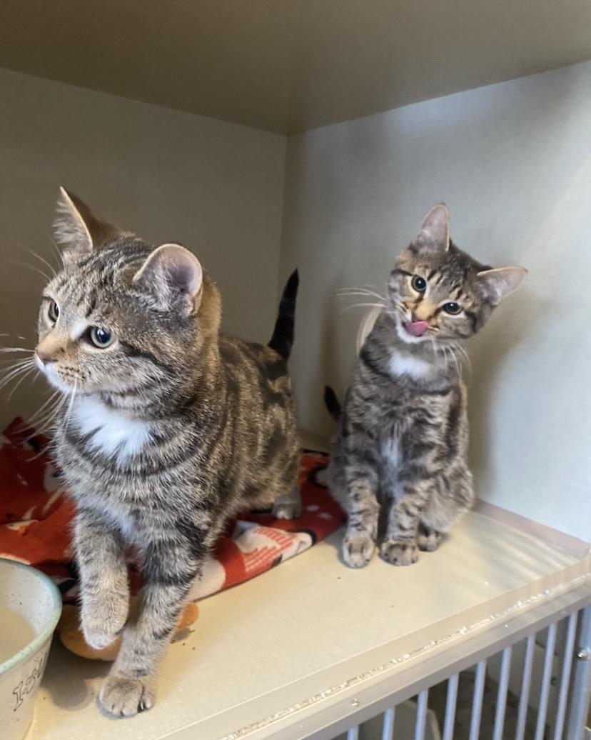 Enlarge R Kittens, a ADOPTABLE Domestic Short Hair in Waterdown, ON image 3/4