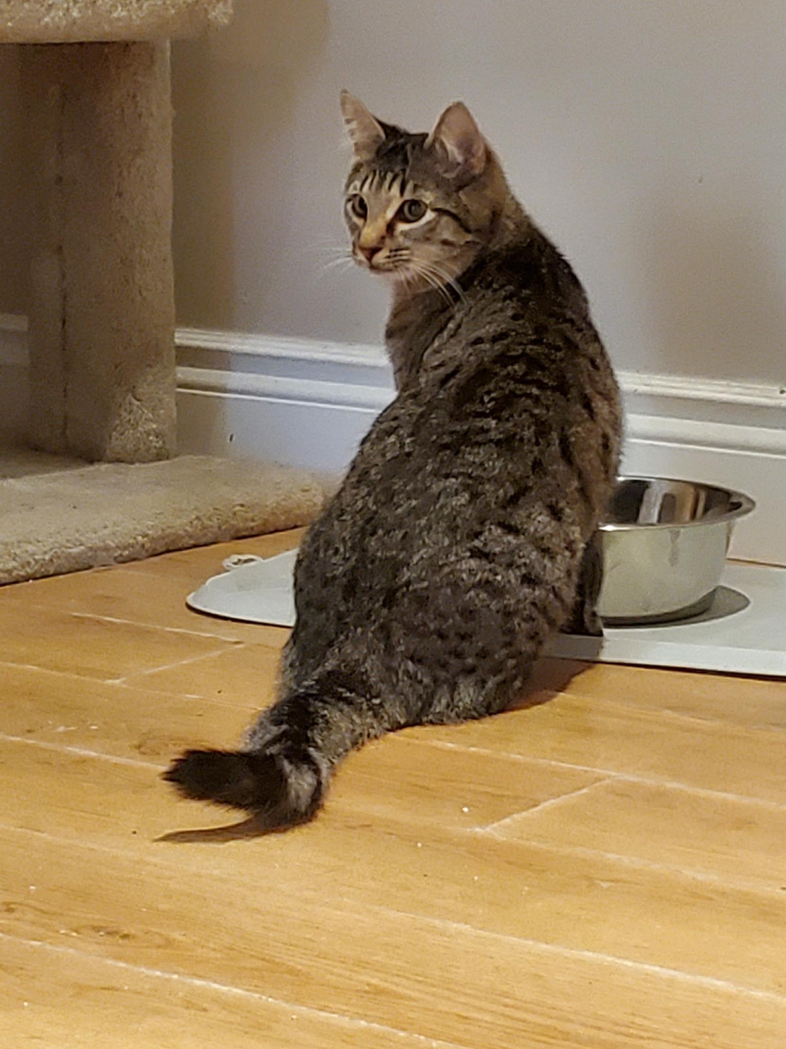 Enlarge Rootbeer & Ribena (Bonded pair), an adoptable Domestic Short Hair in Waterdown, ON image 5/6