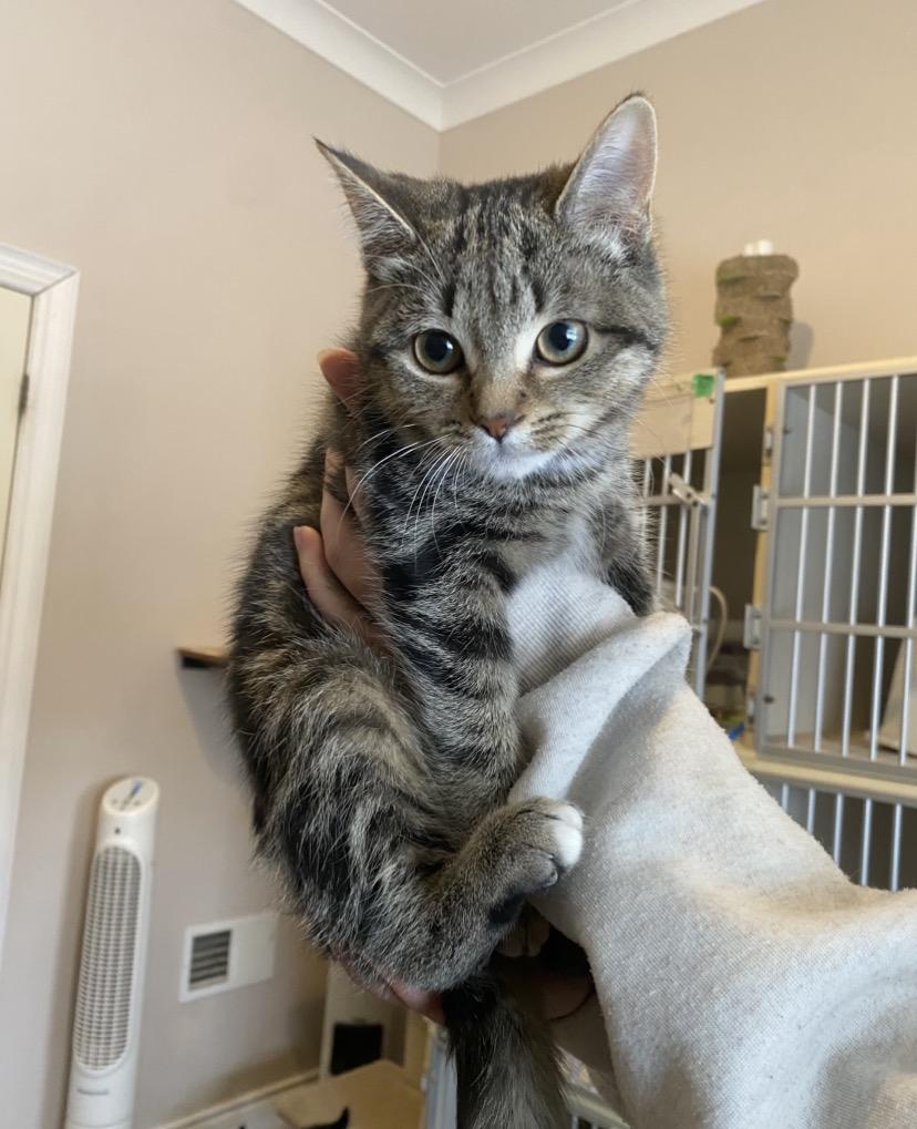 R Kittens, ADOPTABLE, Young Female Domestic Short Hair.