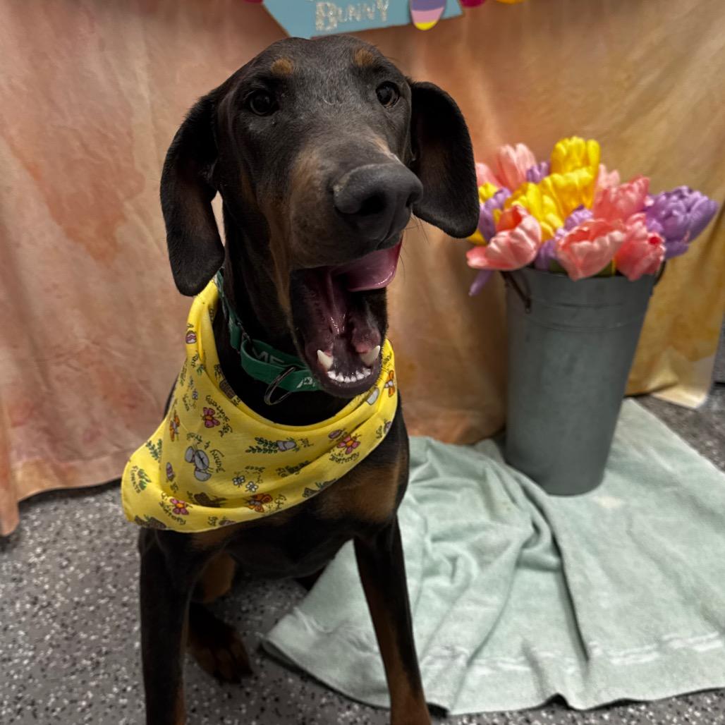 Jezemie, Adoptable, Adult Female Doberman Pinscher.