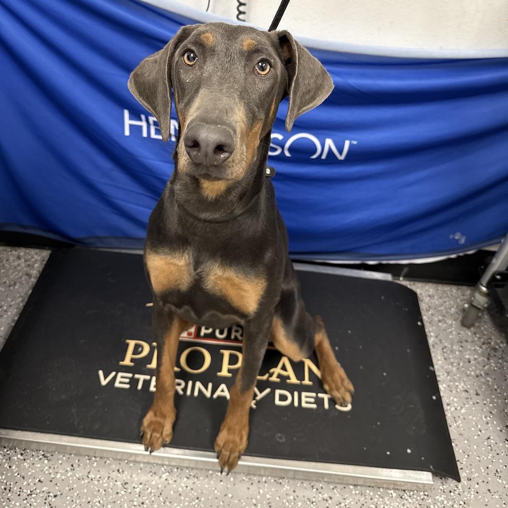 Enlarge Jezemie, a Adoptable Doberman Pinscher in Henderson, NV image 2/2
