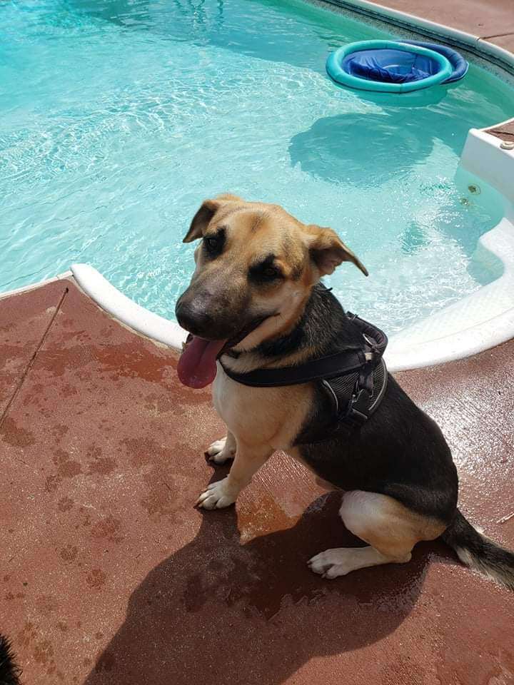 Jensen, Adoptable, Adult Male German Shepherd Dog.