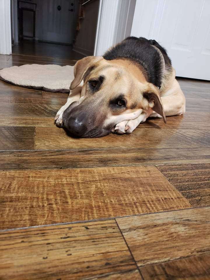 Jensen, a Adoptable German Shepherd Dog in Lafayette, TN image 2/4