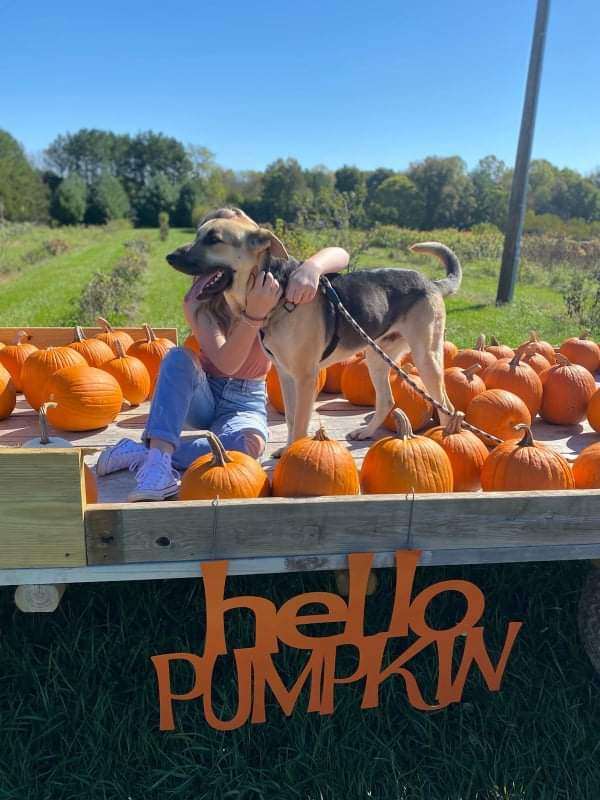 Jensen, a Adoptable German Shepherd Dog in Lafayette, TN image 3/4