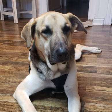 Jensen, a Adoptable German Shepherd Dog in Lafayette, TN image 4/4