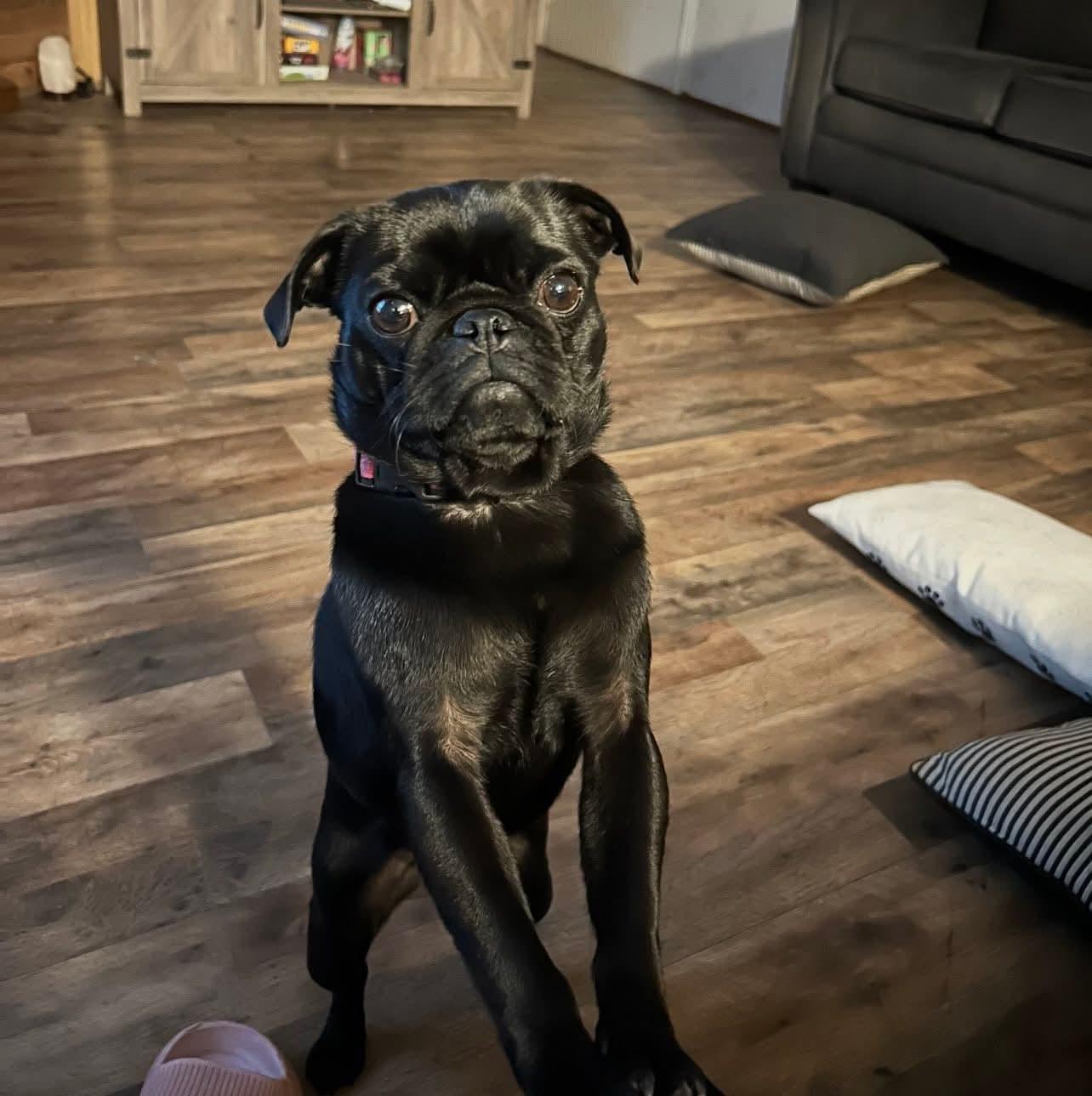 Enlarge Violet, a ADOPTABLE Pug in metairie, LA image 1/3