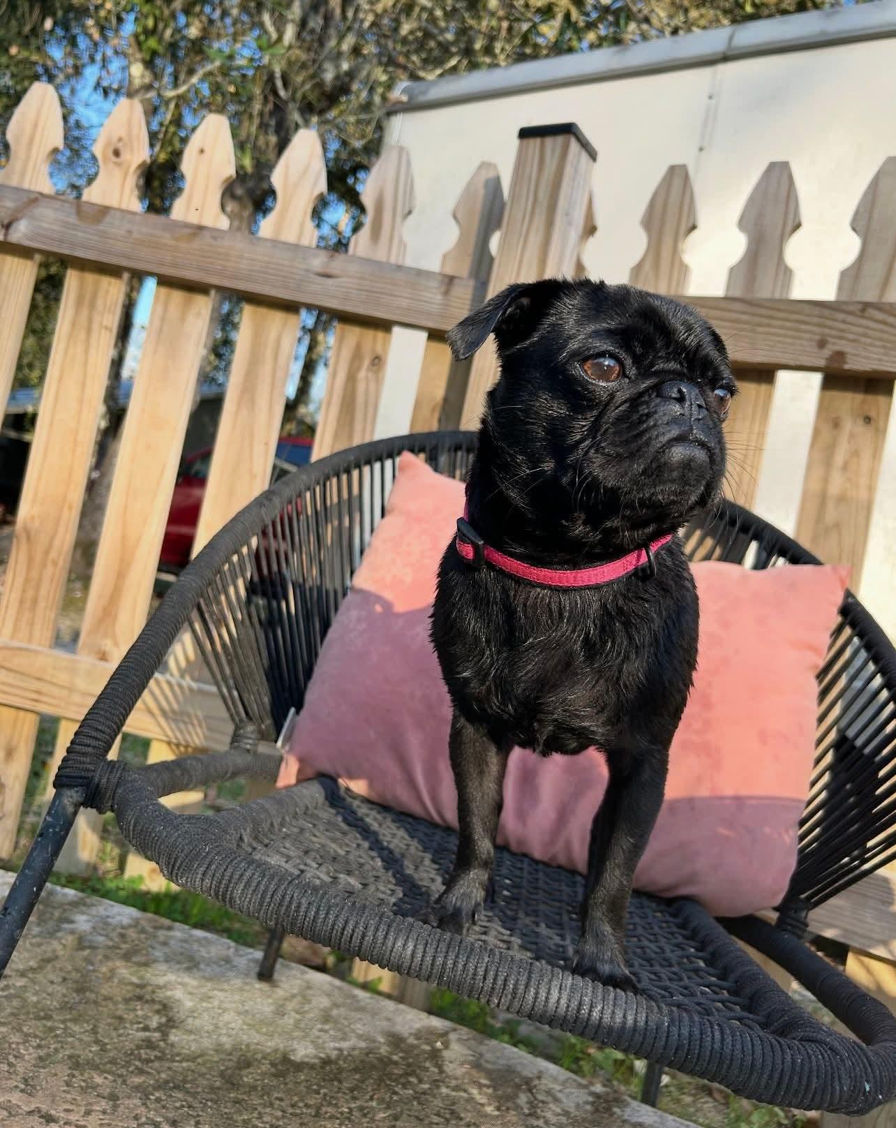 Enlarge Violet, a ADOPTABLE Pug in metairie, LA image 2/3
