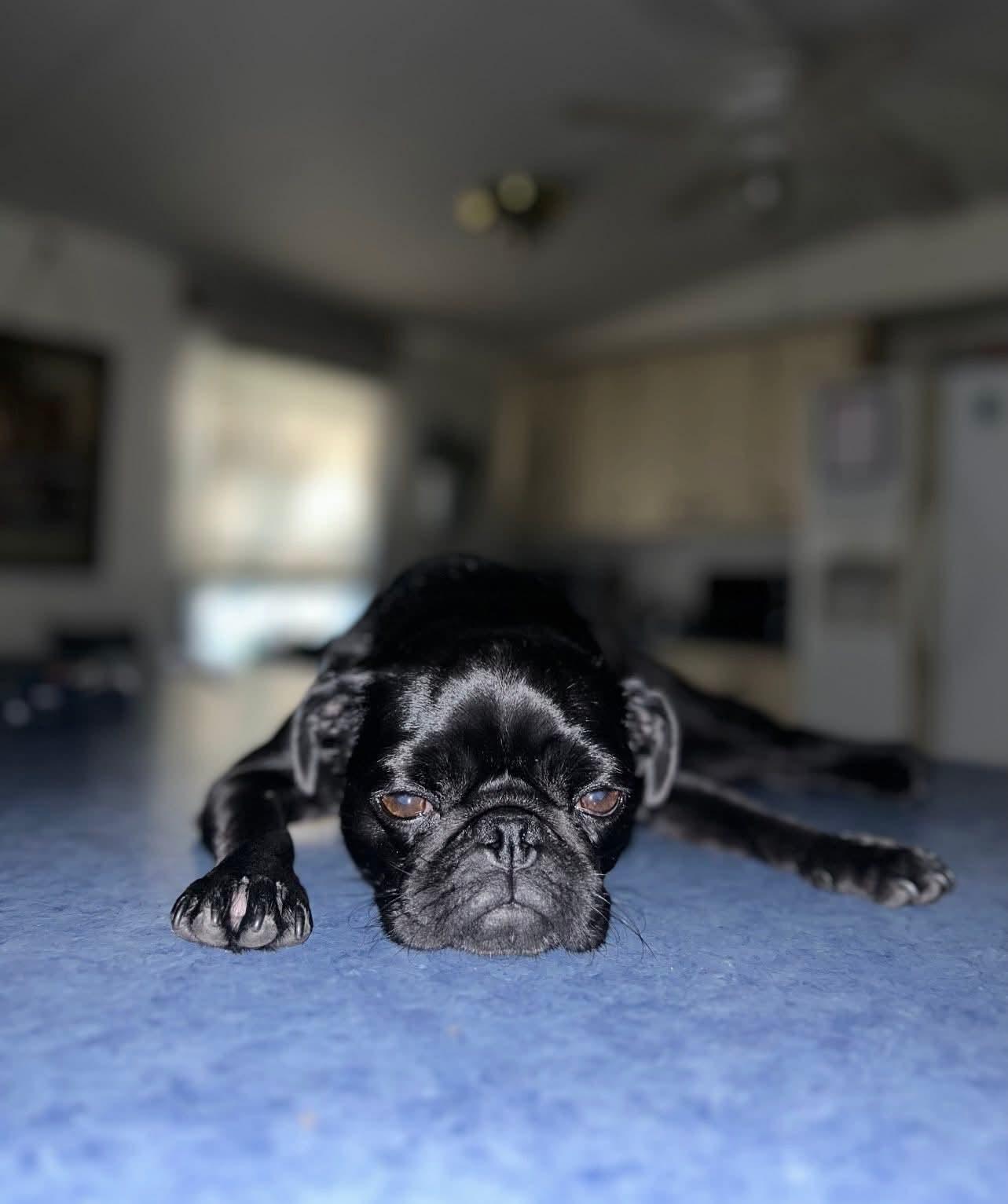 Enlarge Violet, a ADOPTABLE Pug in metairie, LA image 3/3