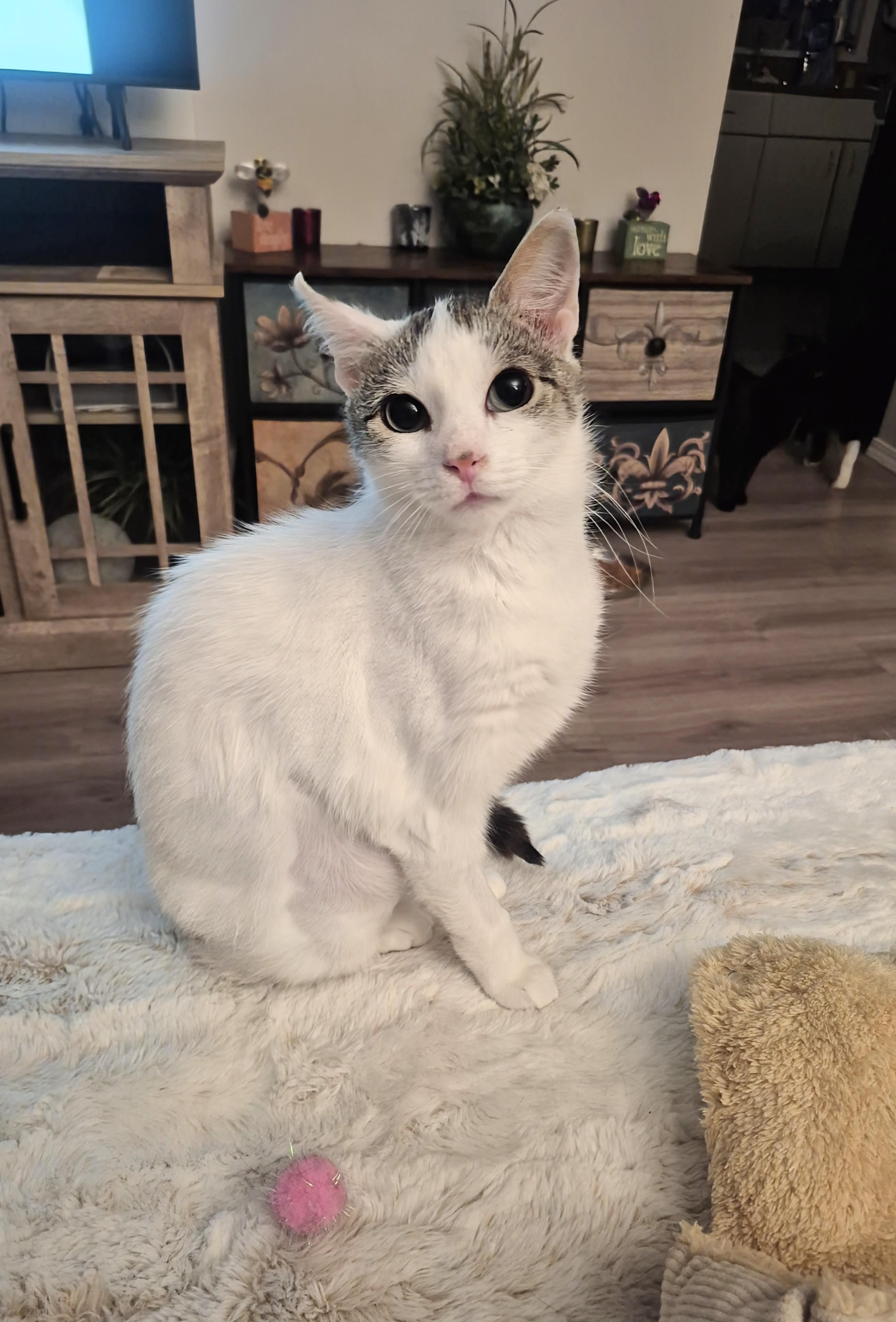 Enlarge Frank, a ADOPTABLE Domestic Short Hair in Winnipeg, MB image 5/6