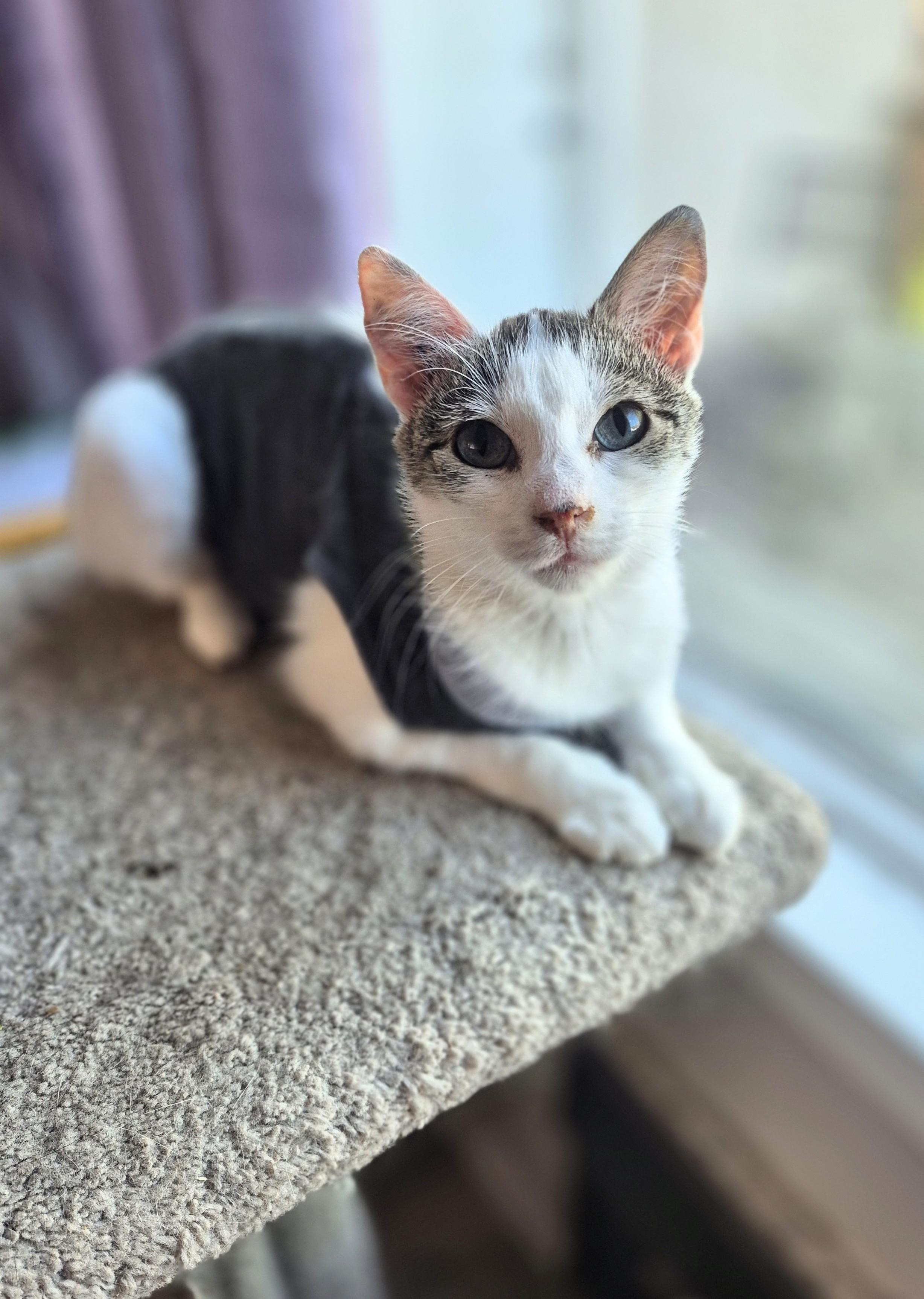 Enlarge Frank, a ADOPTABLE Domestic Short Hair in Winnipeg, MB image 3/6