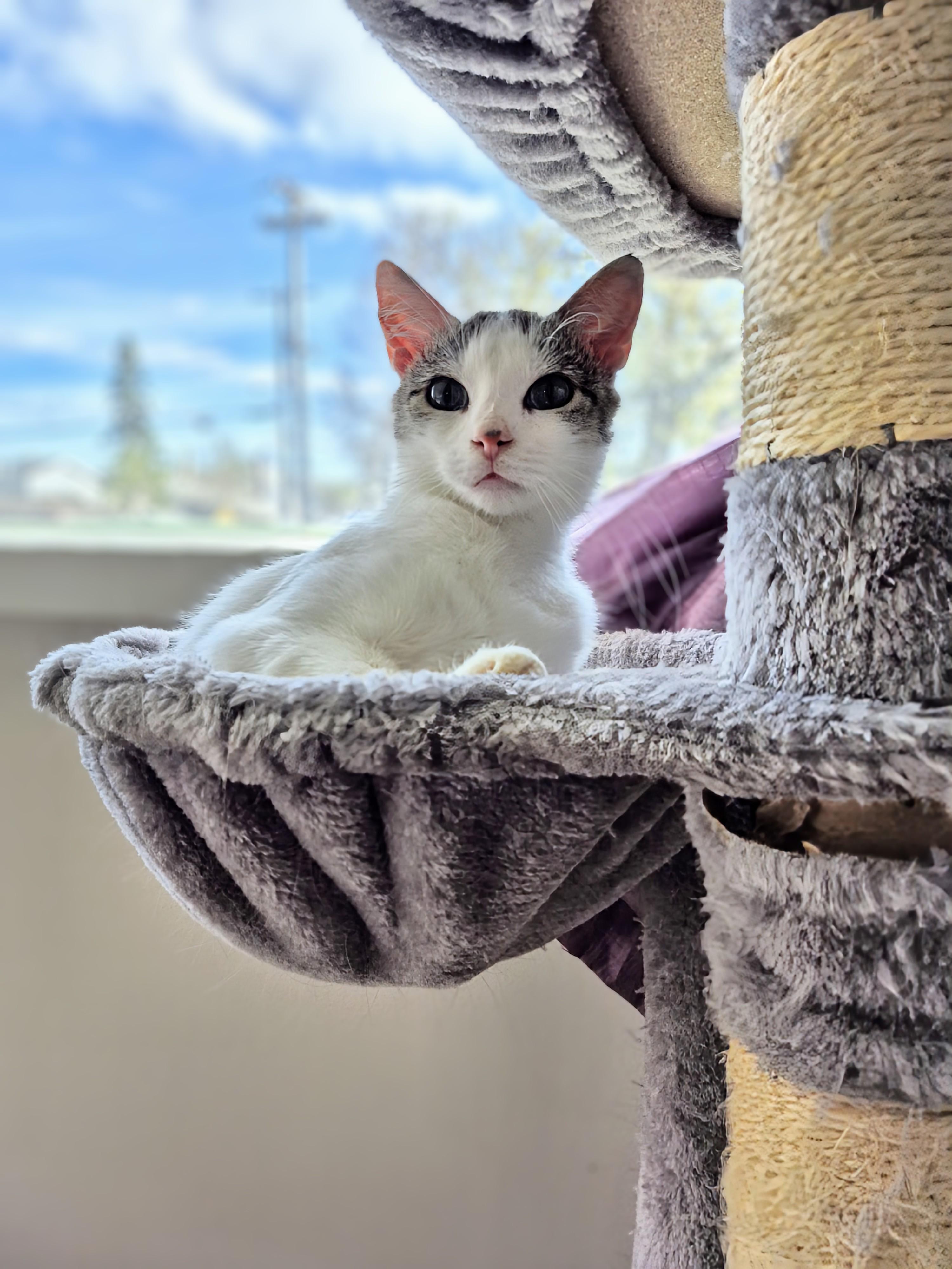 Enlarge Frank, a ADOPTABLE Domestic Short Hair in Winnipeg, MB image 4/6