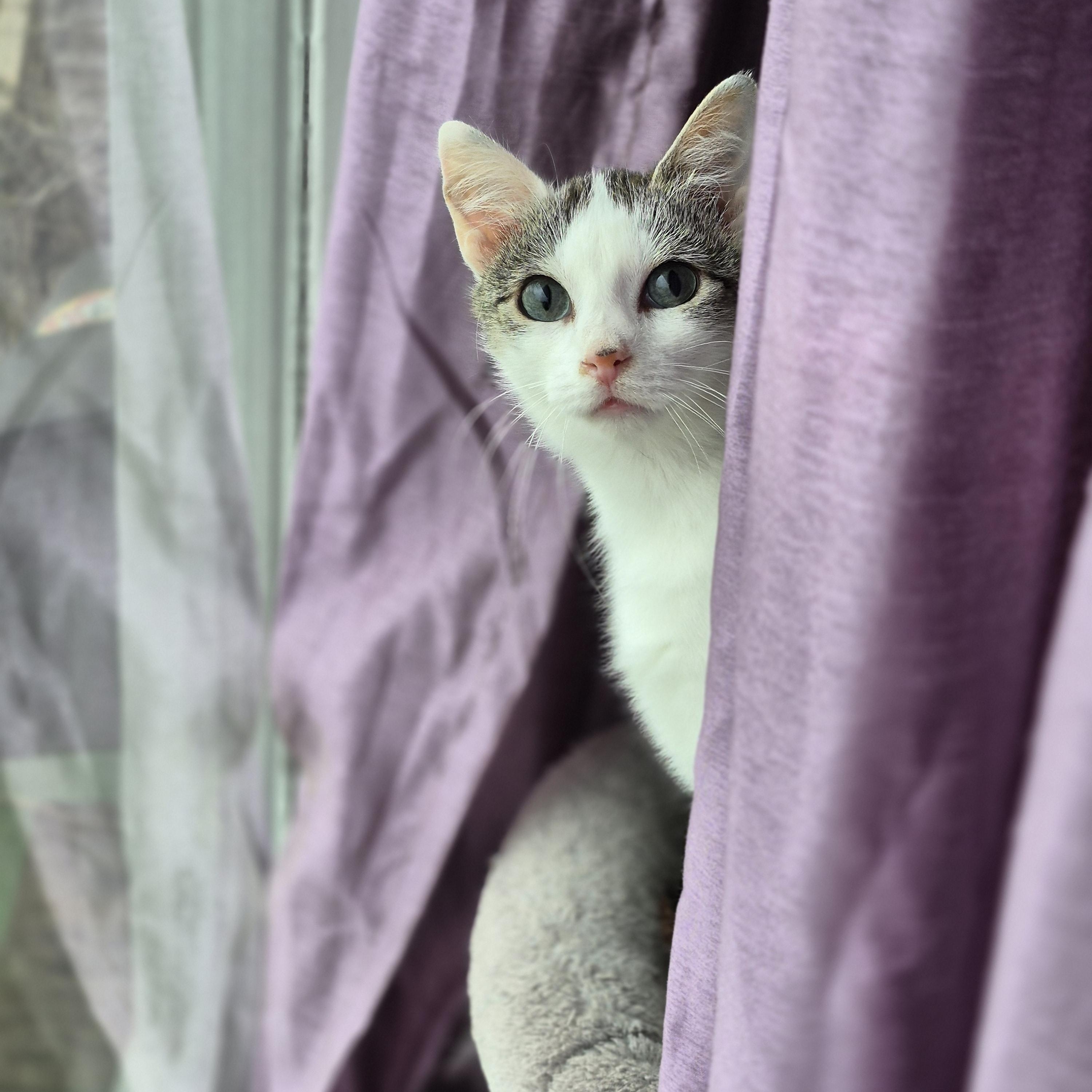 Enlarge Frank, a ADOPTABLE Domestic Short Hair in Winnipeg, MB image 1/6