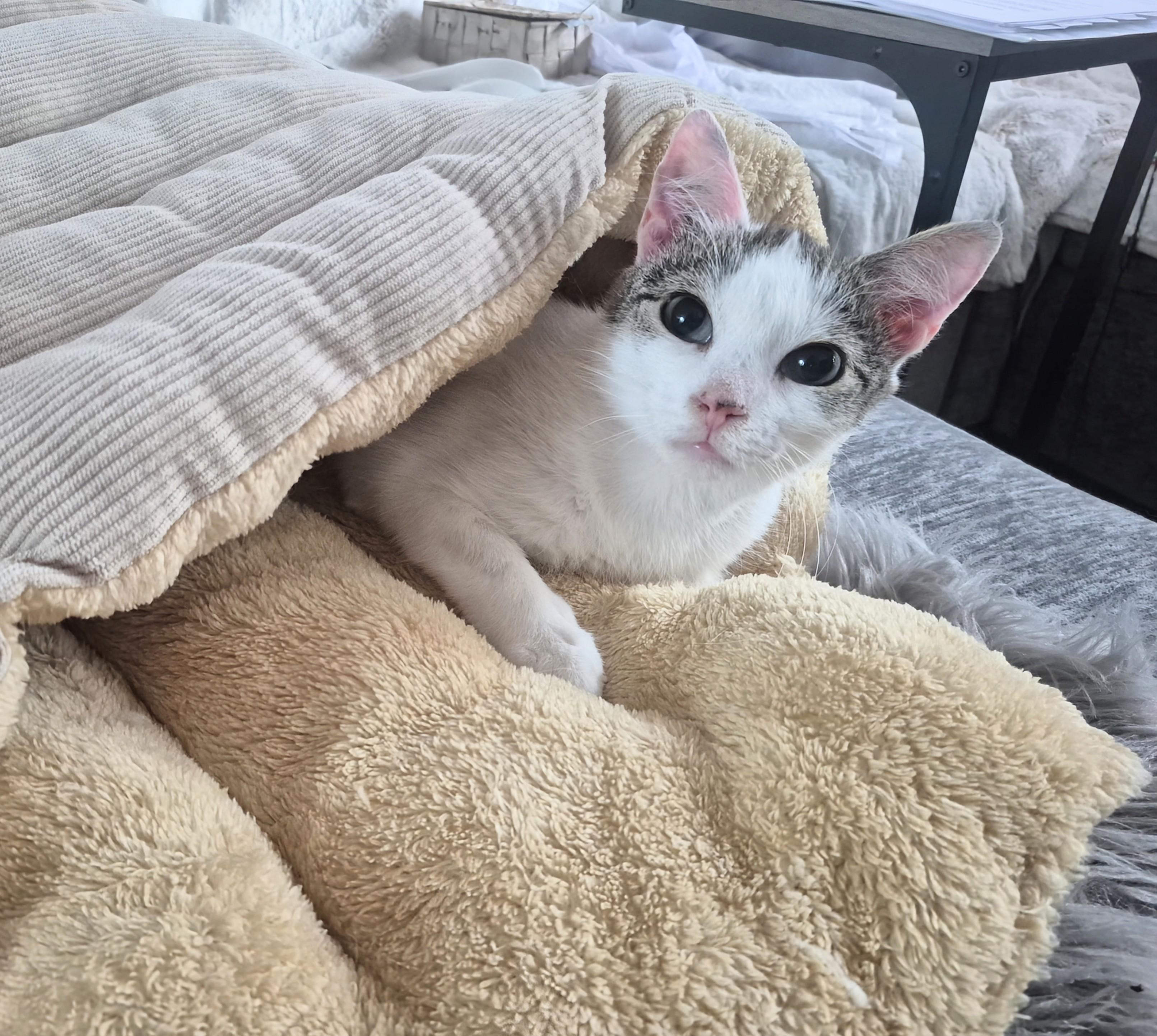 Enlarge Frank, a ADOPTABLE Domestic Short Hair in Winnipeg, MB image 2/6