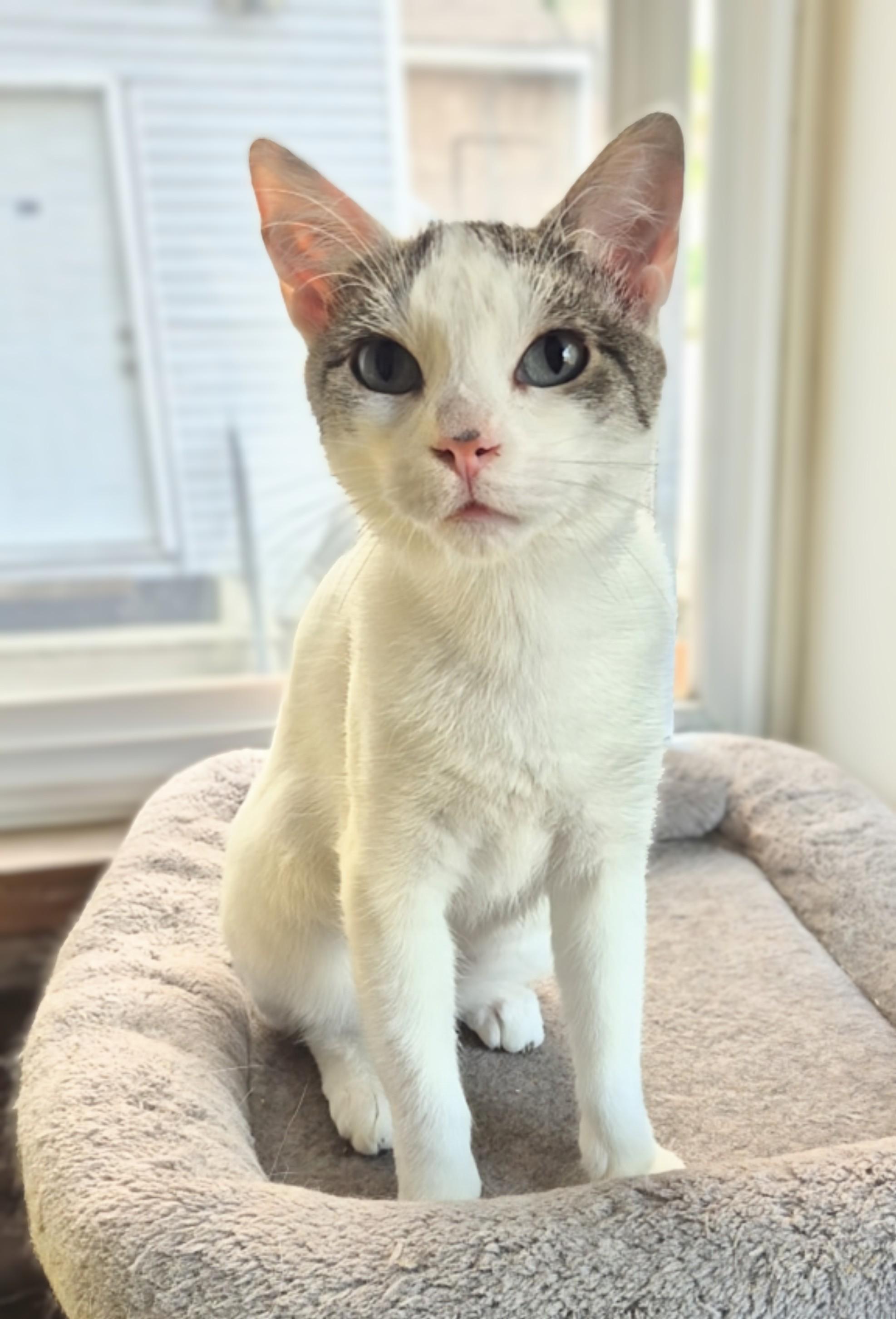 Frank, a ADOPTABLE Domestic Short Hair in Winnipeg, MB image 1/5