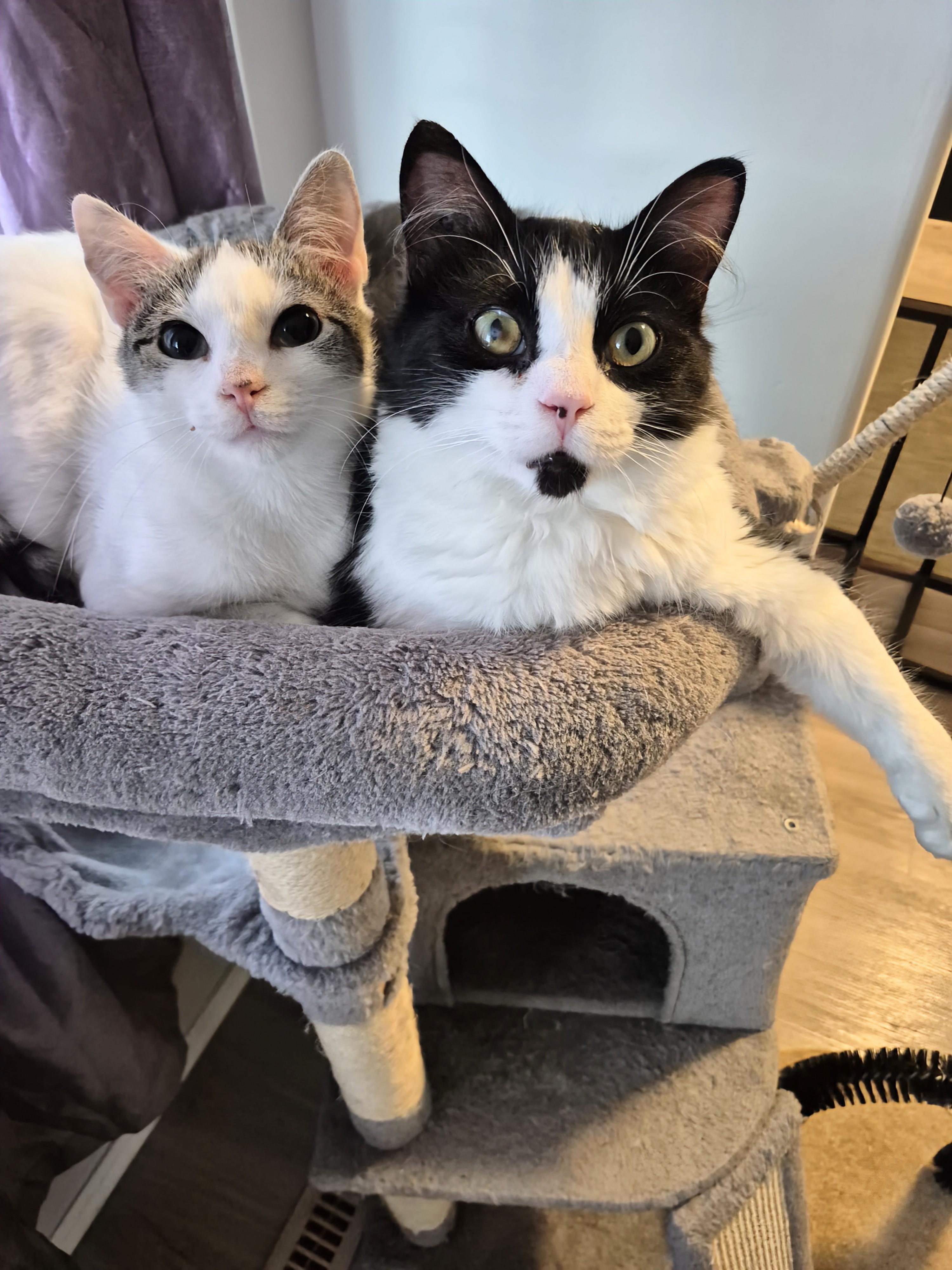 Enlarge Frank, a ADOPTABLE Domestic Short Hair in Winnipeg, MB image 6/6