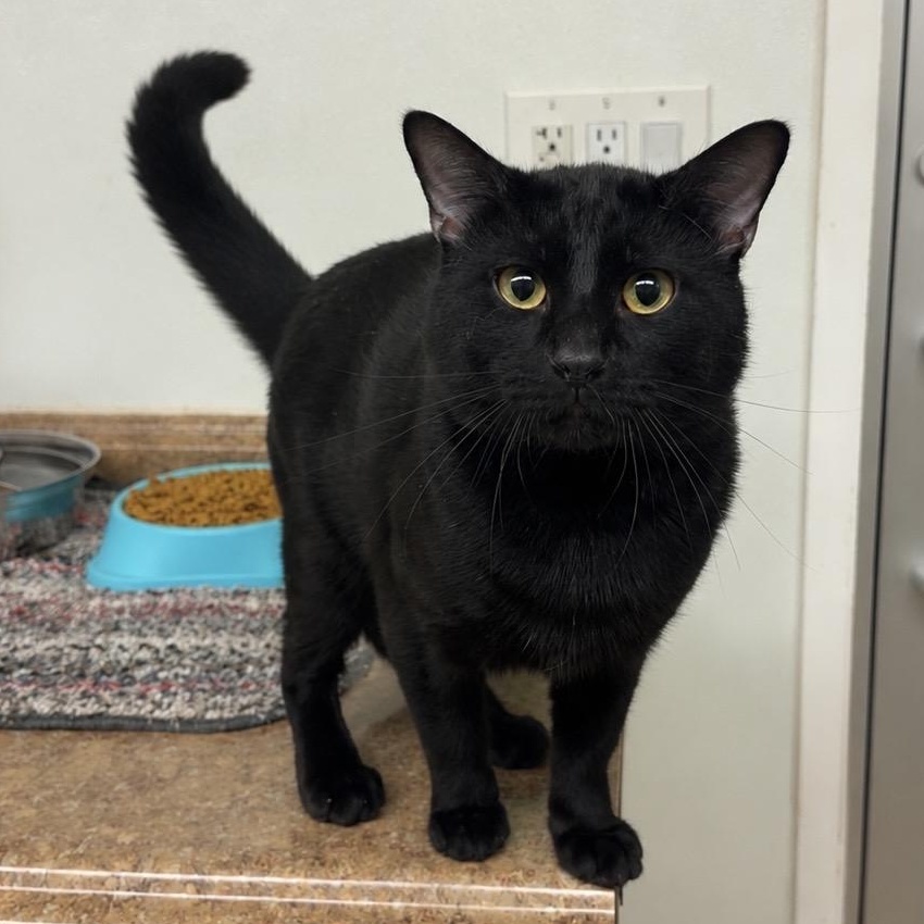 Enlarge Grimace, a Adoptable Domestic Short Hair in Kearneysville, WV image 1/1